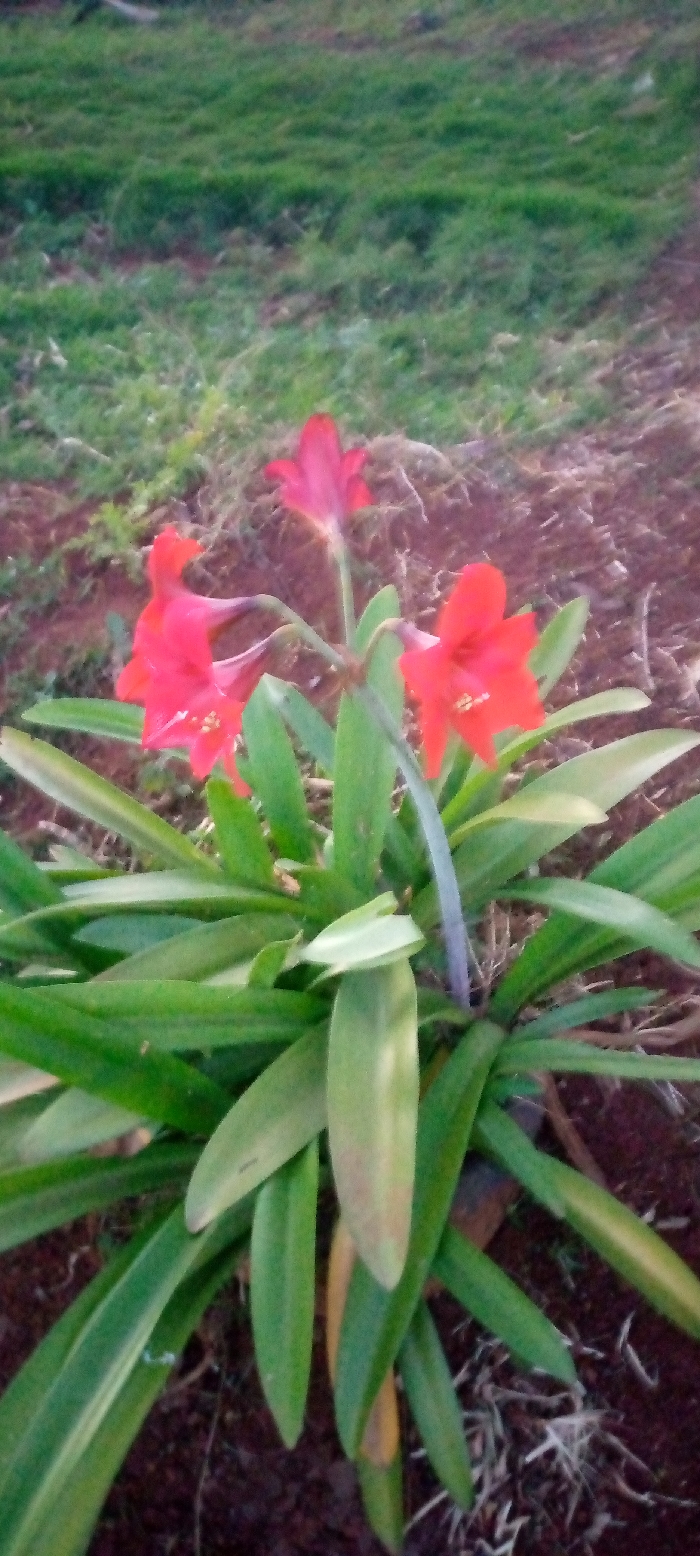 A cluster of vibrant red amaryllis flowers blooms amidst a swirl of long, green leaves. Three flowers are fully open, showcasing their radiant petals and contrasting yellow stamen, while one stands tall, awaiting its full bloom. The plant is set on a backdrop of green grass, bordering an area of reddish-brown soil. The lighting emphasizes the vivid colors, creating a striking visual contrast between the flowers, leaves, and soil.