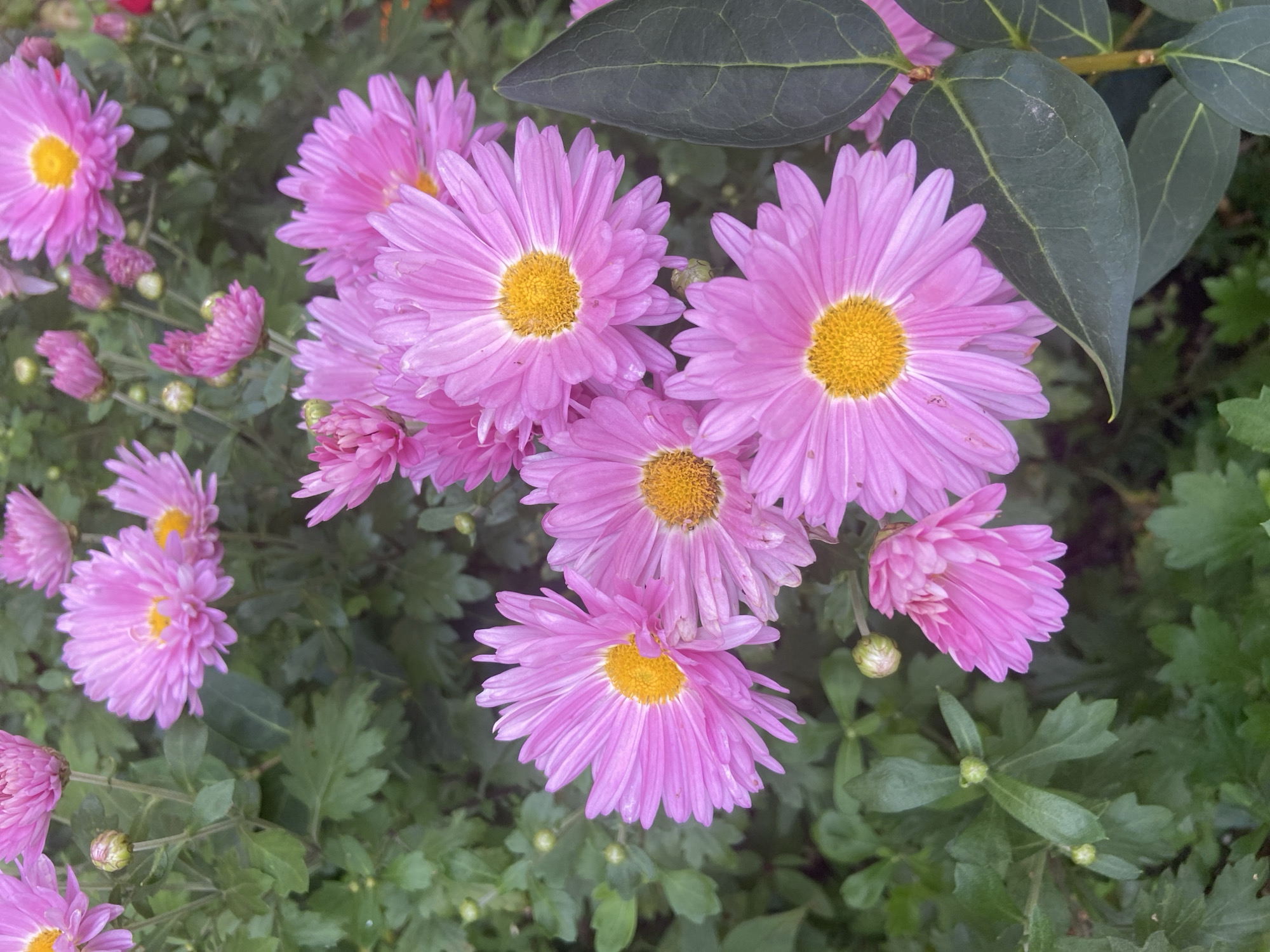 The image shows a close-up, eye-level view of a cluster of pink chrysanthemums with yellow centers, set against a background of green foliage and other buds. The flowers are in various stages of bloom, with some fully open and others still developing. A dark green leaf is prominently featured in the lower right quadrant of the image. The scene is likely a garden or park setting. There is no indication of the specific location within Balashikha, Russia, nor are there any people or actions depicted. The lighting suggests it is daytime, possibly overcast or shaded due to the soft light and lack of strong shadows.