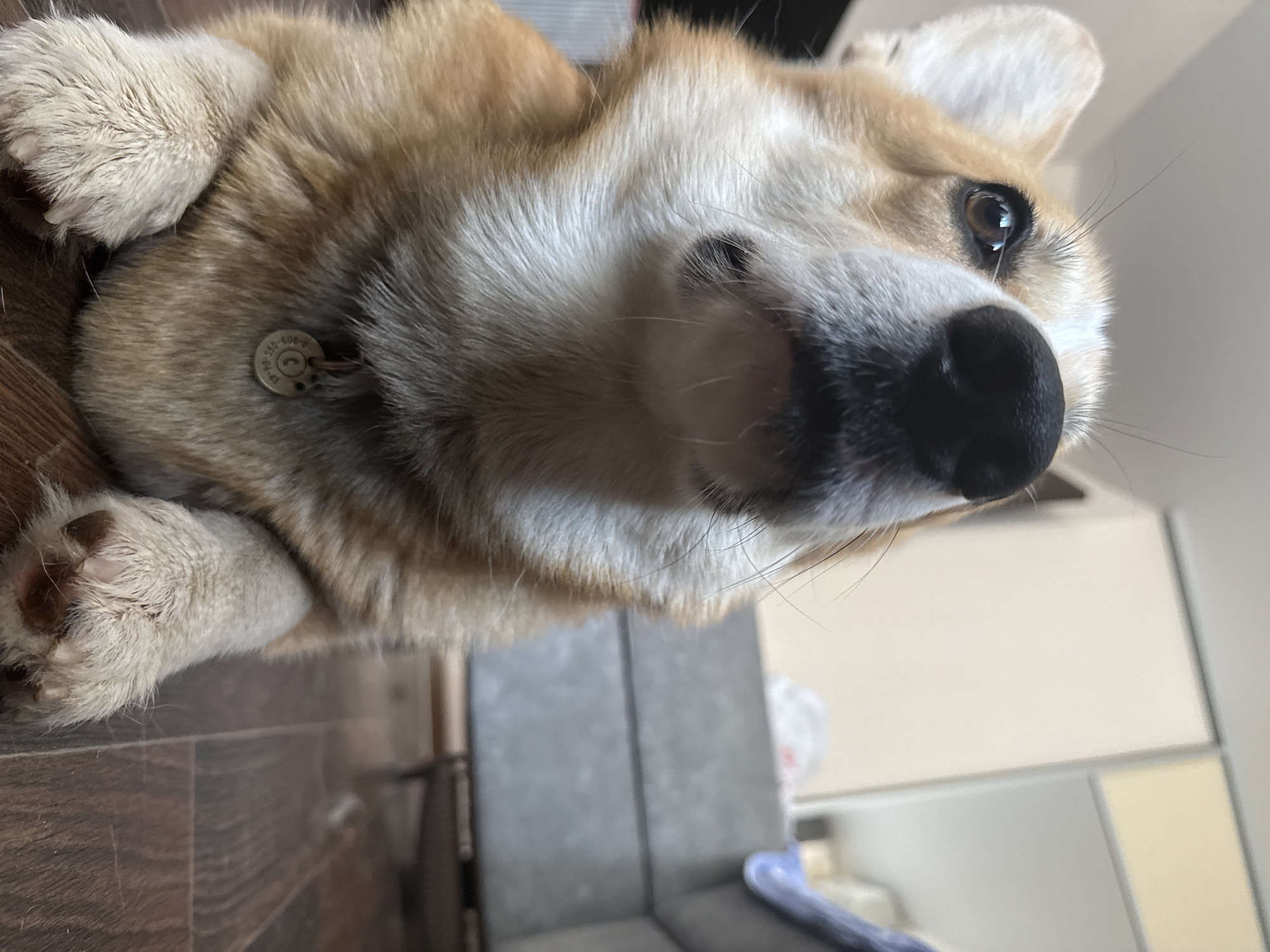 A close-up, low-angle, somewhat distorted, and slightly rotated view of a corgi dog. The dog has light brown fur with white patches around its muzzle and neck. It has a large, black nose and dark eyes. A dog tag is visible on its collar. The background includes a brown laminate floor, and off-white walls/cabinets. No location is evident in the image. There are no people visible in the image. No actions are occurring.