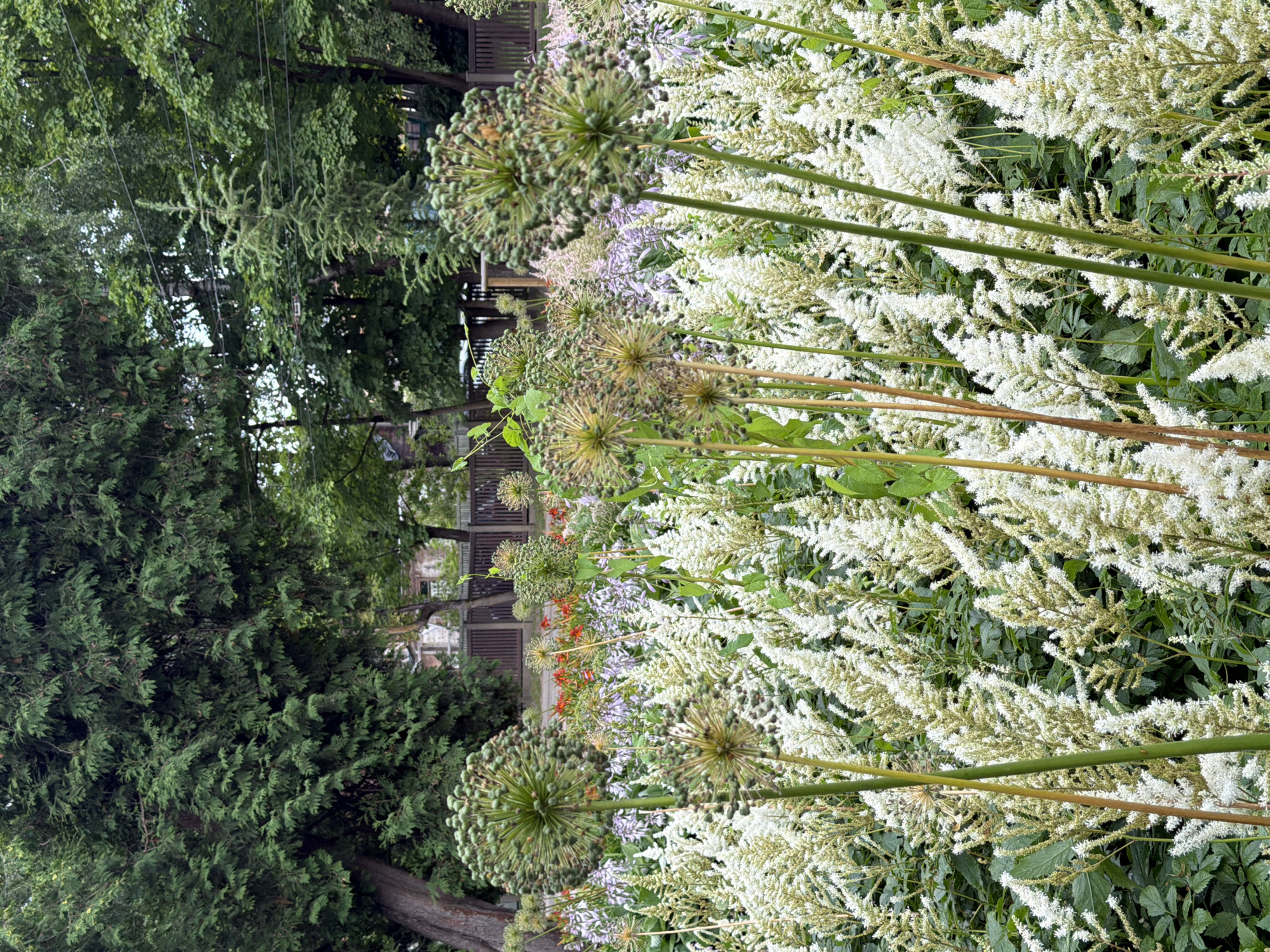 A low-angle, full shot captures a densely planted garden in Riga, Latvia, with a focus on a variety of flowering plants and trees. In the foreground, large, spherical seed heads of ornamental alliums, with numerous small green bulbous seed pods, rise on tall, slender green stalks. These are interspersed with feathery white astilbe flowers that form dense plumes. In the mid-ground, behind the alliums and astilbes, are more delicate purple and white flowers, possibly hostas, and some red flowers, likely poppies, that are taller and sparser. The background features a dark wooden fence and lush green trees, including a large coniferous tree on the left and deciduous trees further back, with glimpses of buildings. The overall impression is of a vibrant, well-maintained garden with a variety of textures and colors, suggesting a warm day with soft light. There are no people visible in the image.