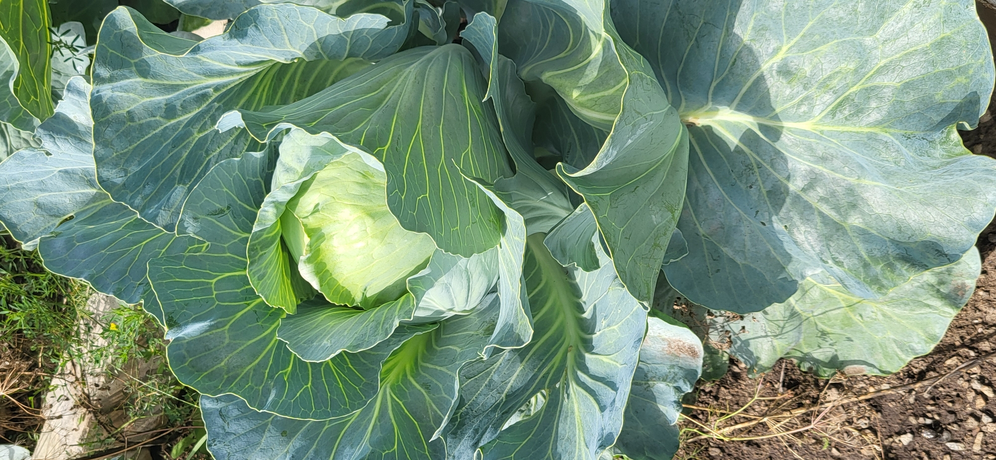A close-up, vertical, eye-level shot focuses on a head of cabbage in a garden. The cabbage is pale green and tightly packed, with large, wavy outer leaves. The leaves are a dusty blue-green color and display prominent veins. Sunlight highlights the texture of the leaves. The ground beneath the cabbage is composed of dark soil with scattered small stones and dry plant debris. In the background, out of focus, are more green plants and a piece of weathered wood. The location is described as Unknown, Unknown.