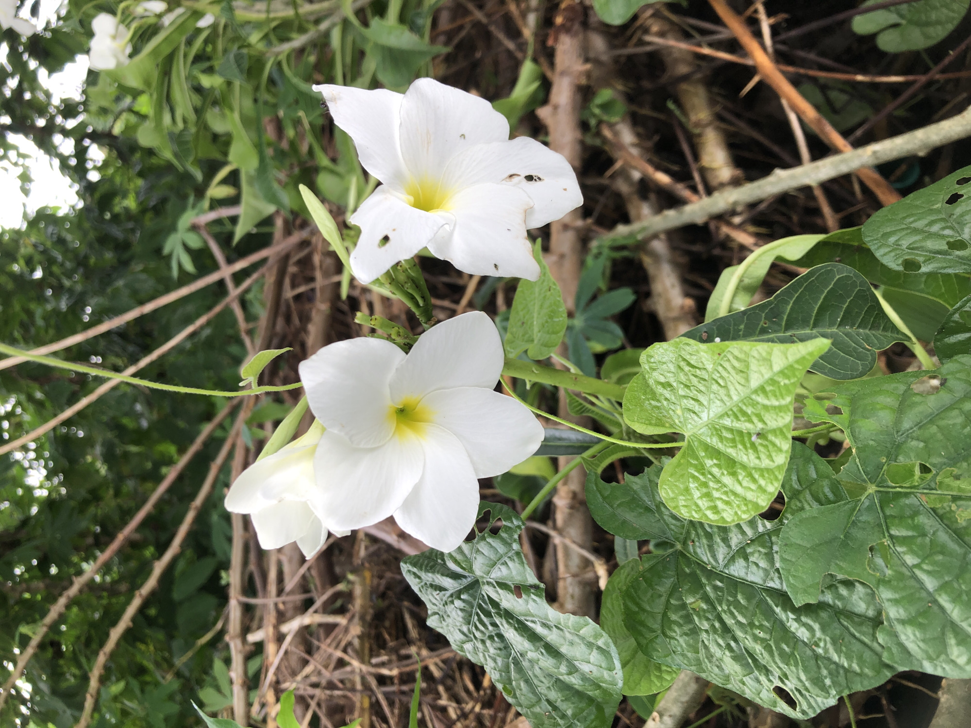 In Olambe, Nigeria, a close-up, eye-level shot focuses on a cluster of white flowers with yellow centers, possibly blooming on a vine. The flowers are delicate, with five petals each, and some show signs of damage, such as small holes. Large, green leaves with a textured surface, also showing some damage, are prominent in the foreground, some with a heart shape. The background is blurred, revealing thorny branches and dense green foliage, suggesting an outdoor, overgrown setting. The lighting indicates natural daylight. There are no people or animals visible in the image.