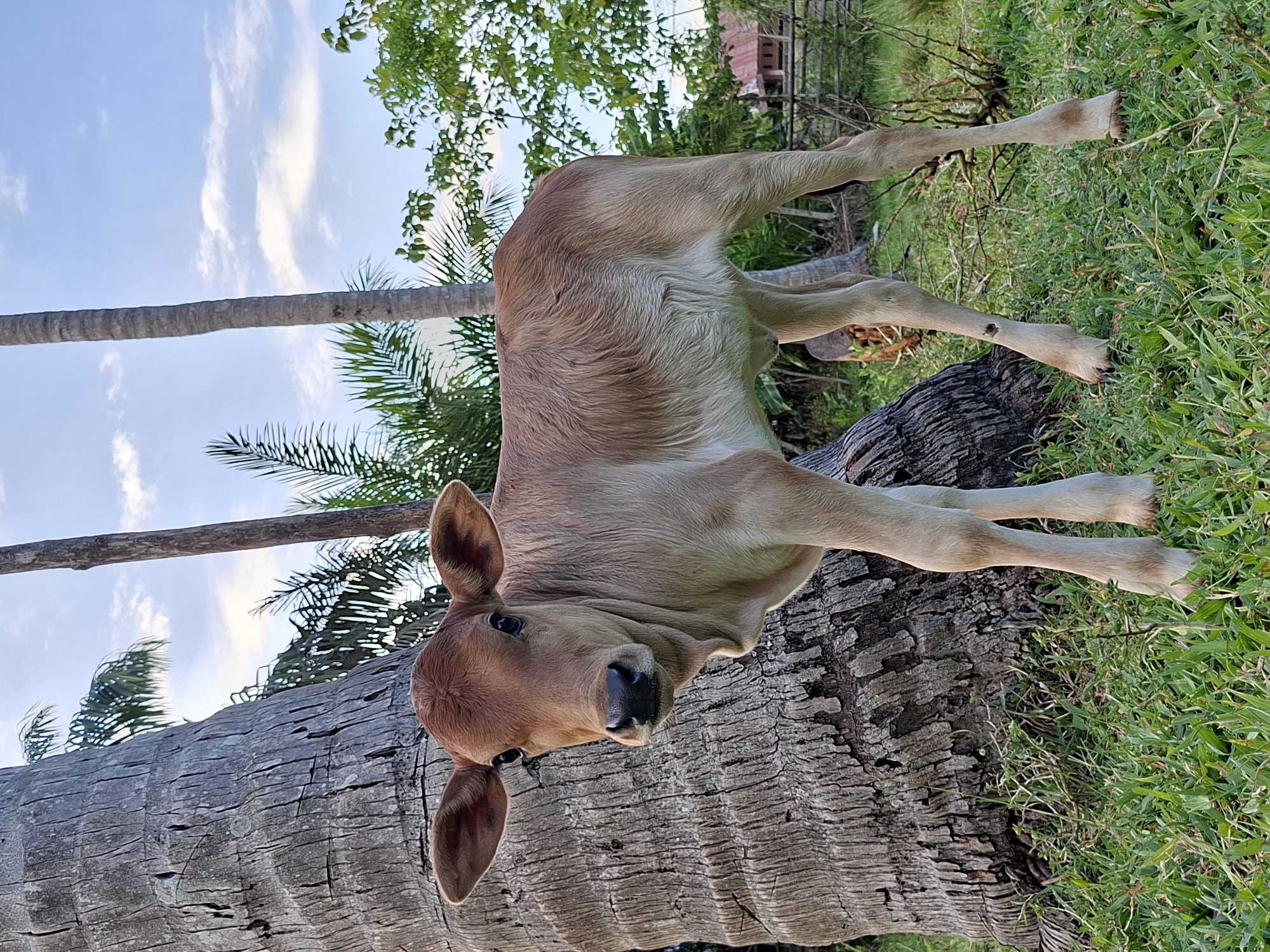 A tan calf stands on a fallen palm tree trunk in Lhokseumawe, Indonesia. The calf's forelegs are extended on the trunk, while its hind legs reach into the green grass growing beside it. The head is turned toward the viewer. The sky is visible in the background, with a few clouds and additional palm trees. A wooden fence is behind the calf.