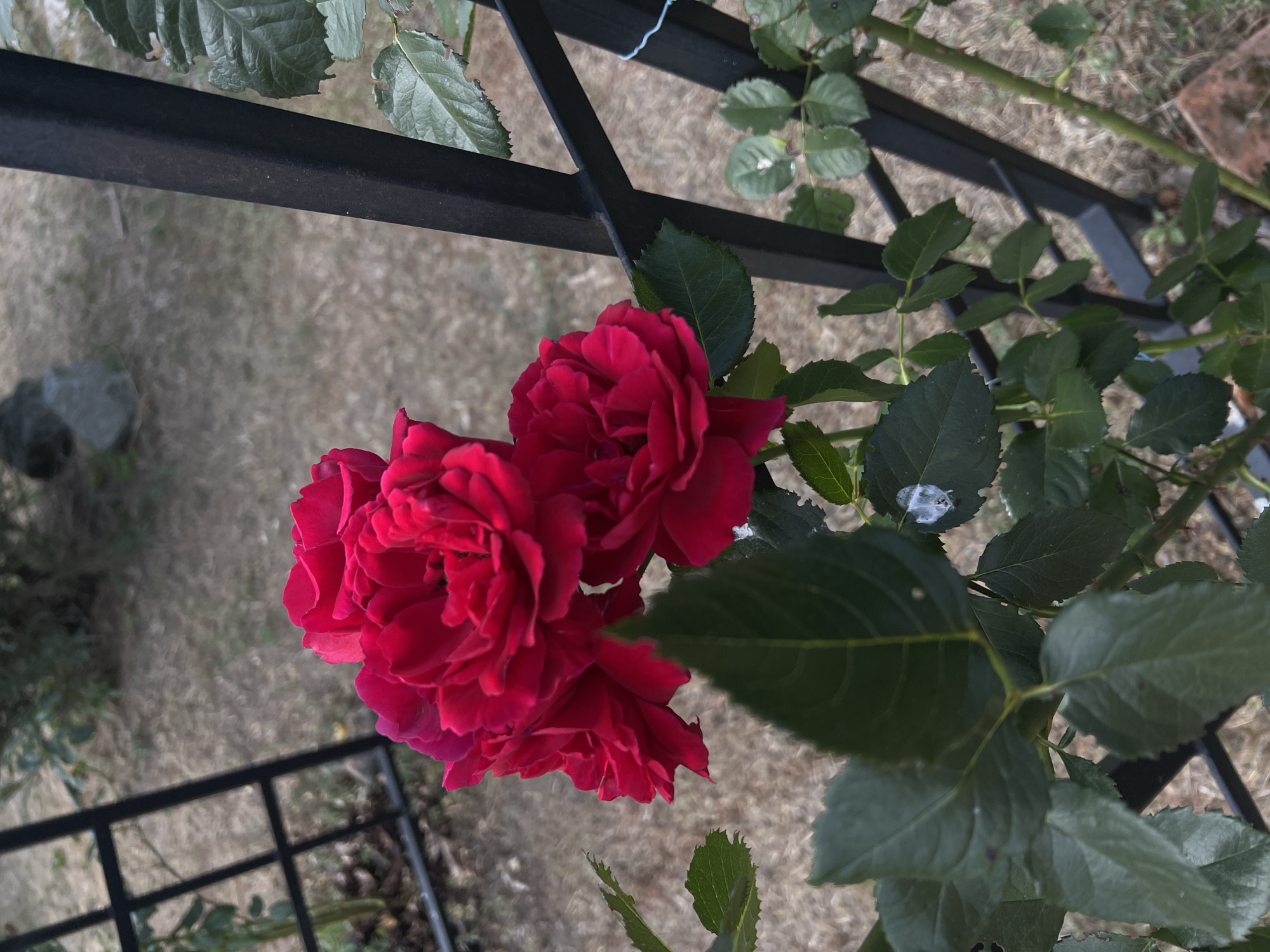 A close-up shot focuses on a cluster of vibrant red roses against a backdrop of dry grass and a black metal trellis. The roses are in various stages of bloom, with multiple petals unfurling. Lush green leaves, some with serrated edges, surround the flowers. The trellis, composed of thick black metal bars, extends vertically and diagonally across the frame. In the background, a large grey rock is visible amidst the muted tones of the dry ground. The lighting suggests it is daytime, possibly late afternoon due to the soft, diffused light. The scene appears to be an outdoor garden setting.
