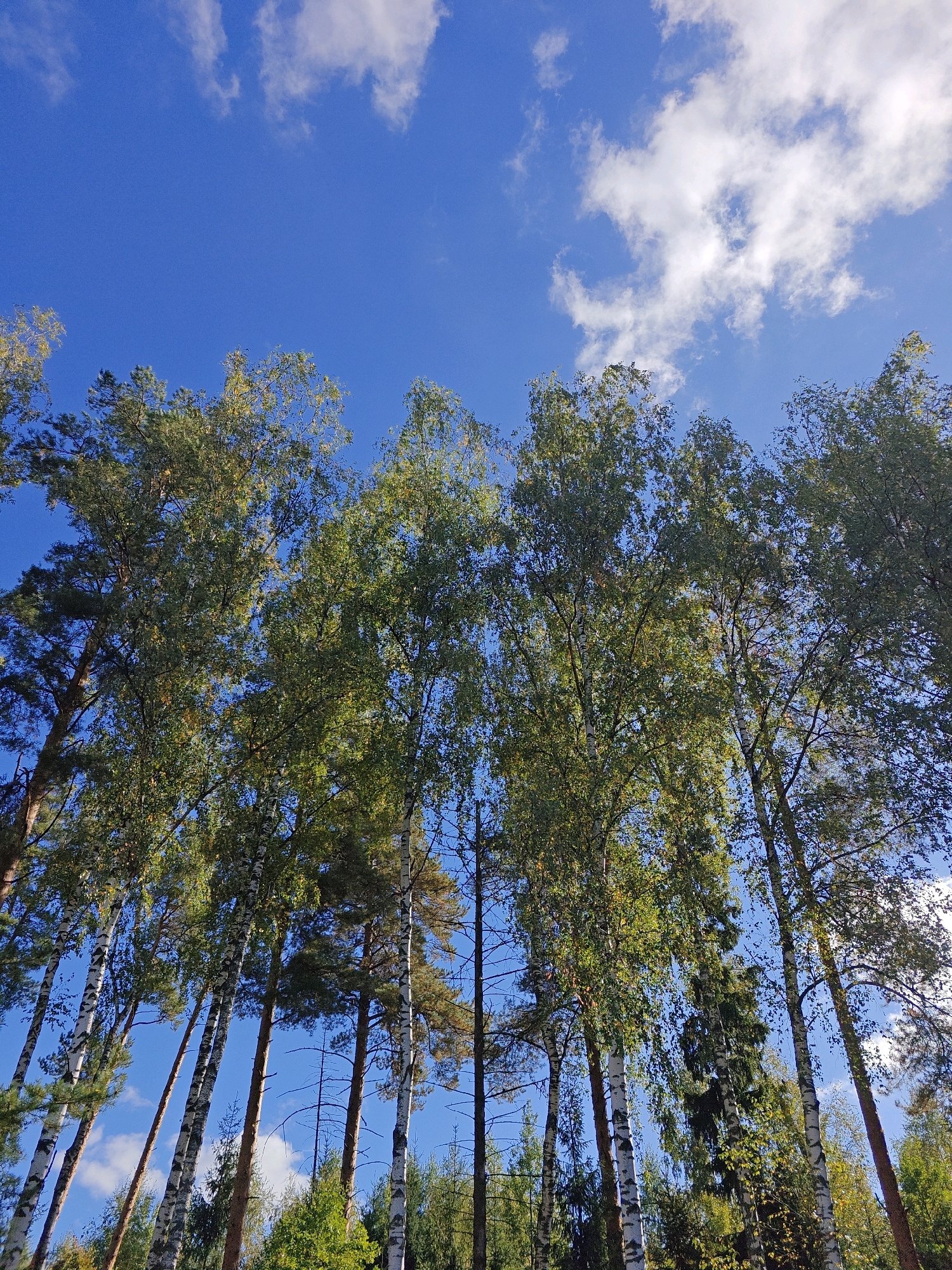 The image shows a low-angle view of a forest canopy against a bright blue sky with scattered white clouds. A variety of deciduous and coniferous trees are visible, with the deciduous trees appearing to be in various stages of autumn foliage, displaying shades of green and yellow. The trunks of several birch trees, characterized by their white bark with dark markings, are prominent in the foreground. The scene is set in a natural environment, likely a forest or woodland area. There are no people or discernible man-made structures in the image. The lighting suggests it is daytime, possibly late morning or early afternoon, given the brightness of the sky and the dappled sunlight filtering through the leaves. The overall impression is one of a serene, natural landscape.