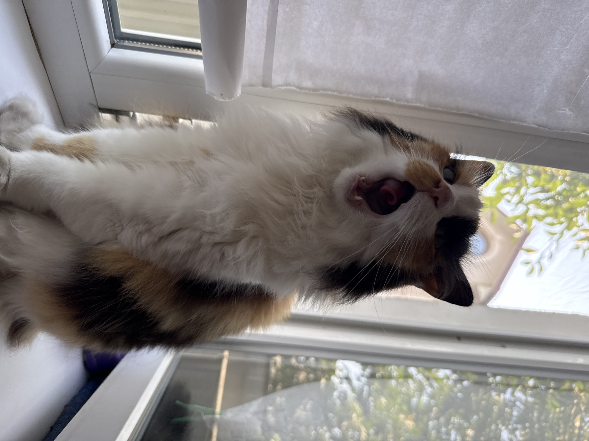 A calico cat is sitting on a windowsill, yawning widely. The cat's mouth is open, revealing its tongue and teeth. The cat's fur is a mixture of white, black, and orange patches. The windowsill is white, and a white curtain is hanging to the left of the cat. Through the window, trees and a building can be seen. The image appears to have been taken indoors, with natural light coming from the window.