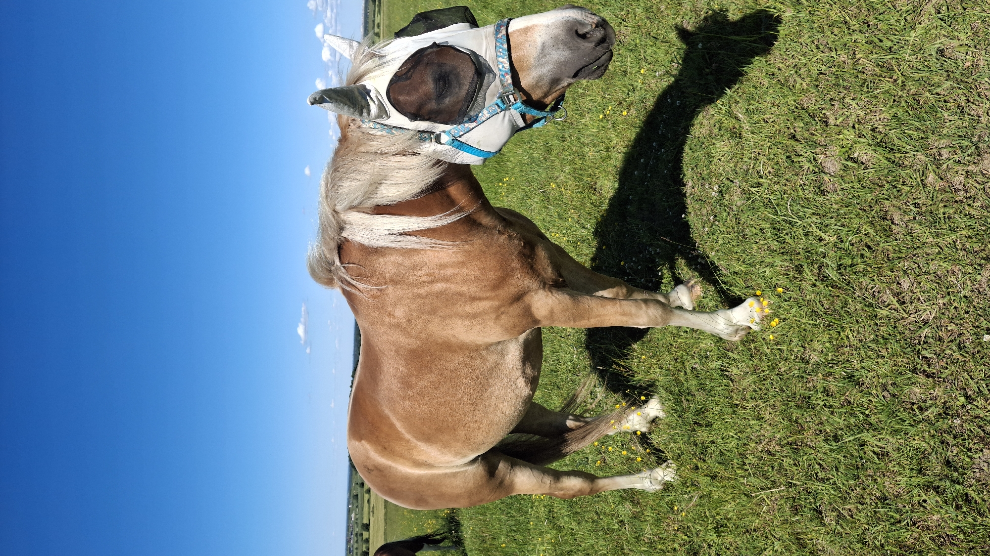 In a sunlit, grassy field in Kaporskoe, Russia, a light brown horse stands facing right, its body angled slightly away from the camera. The horse is wearing a white fly mask with black mesh over its eyes and ears, and a blue and patterned halter. The horse has a light-colored mane and tail, with white markings on its lower legs. Small yellow flowers are scattered in the green grass around the horse's feet. In the background, a blue sky with scattered white clouds stretches over a distant, treeline horizon. Another dark-colored horse is partially visible in the far left of the image. The overall scene depicts a tranquil moment in a rural setting.