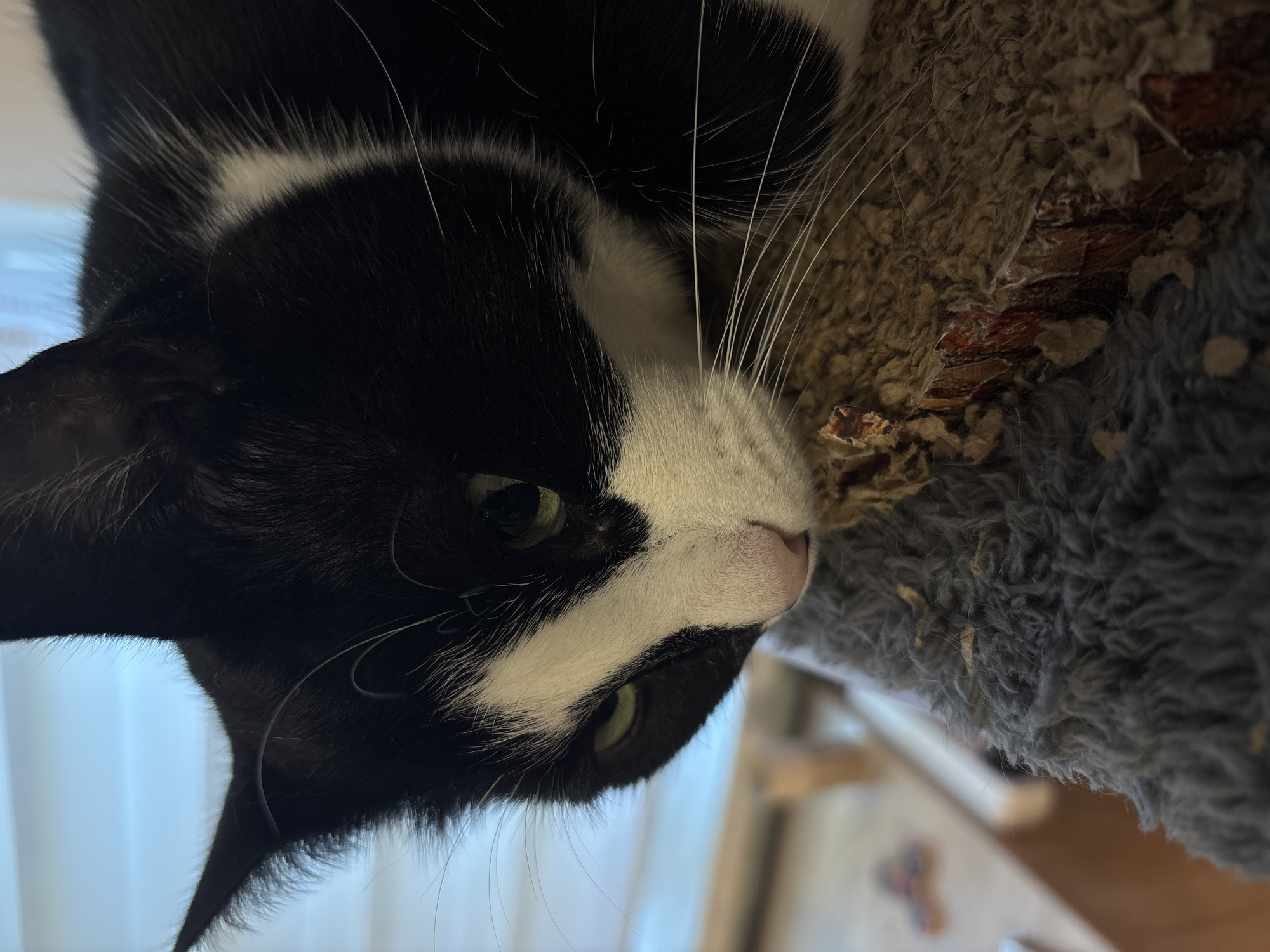 A close-up shot shows a black and white cat with green eyes resting on a scratching post. The cat's head is tilted downwards, with its whiskers extending outwards. The background is blurred, but appears to be an indoor setting with a window and some furniture. The cat is the main subject of the image, and its fur is detailed with black and white patches. The scratching post is made of a rough, textured material that shows signs of wear and tear.