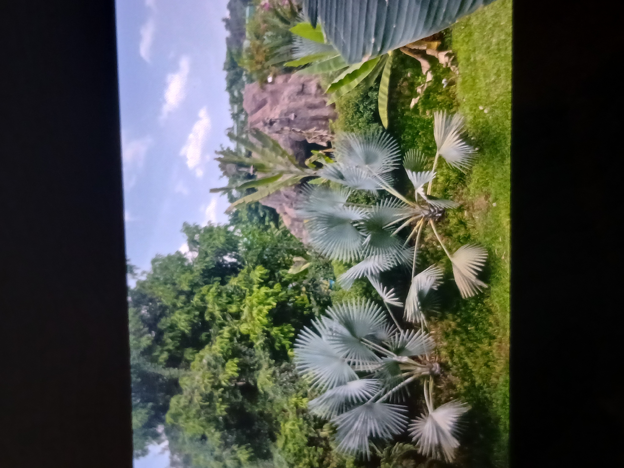 The image depicts a lush tropical landscape. Two Bismarck palm trees with silvery-blue, fan-shaped leaves dominate the foreground. The trees are planted in a grassy area. Behind them, there is a rock formation and a dense forest of green trees. The sky is visible in the background, with some clouds. The image seems to be taken in a botanical garden, which is a common feature in Bengaluru, India.