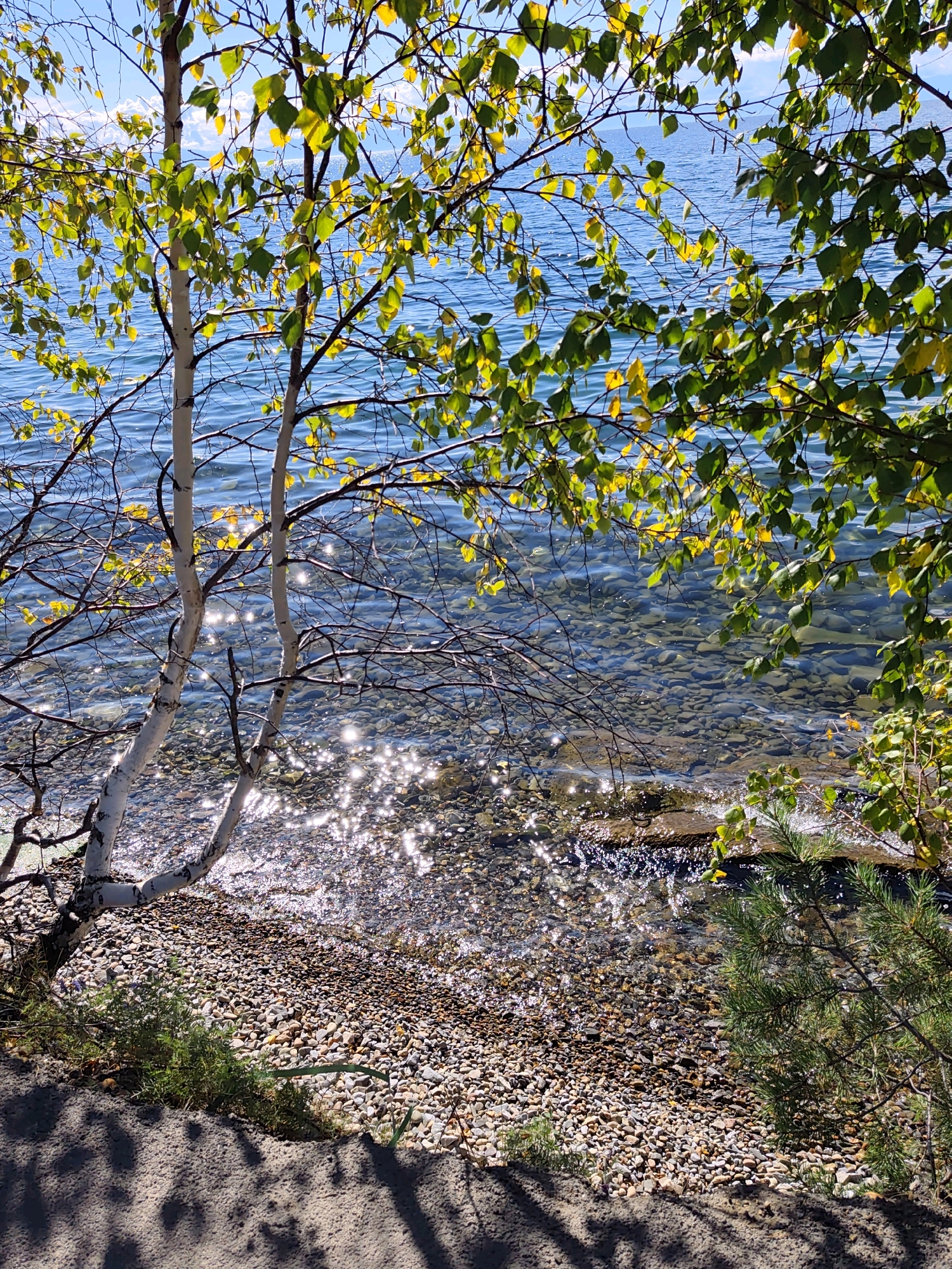 This image depicts a sun-drenched shoreline along Lake Baikal in Listvyanka, Russia. In the foreground, a patch of sandy ground is cast with dappled shadows, suggesting the presence of overhead trees. To the left, a small cluster of green vegetation grows. The shoreline itself is composed of a dense collection of smooth, multi-colored pebbles.
Dominating the mid-ground are two slender birch trees with white, peeling bark. Their branches are adorned with leaves, some a vibrant green and others transitioning to yellow, indicating the season is likely autumn. The lake stretches out behind the trees, its surface a deep blue, reflecting the sky and broken by numerous shimmering highlights from the sun's rays. The water is remarkably clear, allowing a view of the submerged pebbles and rocks on the lakebed. To the right of the frame, a young pine tree with green needles adds a touch of evergreen to the scene. The overall impression is one of natural tranquility and the beauty of a lakeside landscape in the fall.