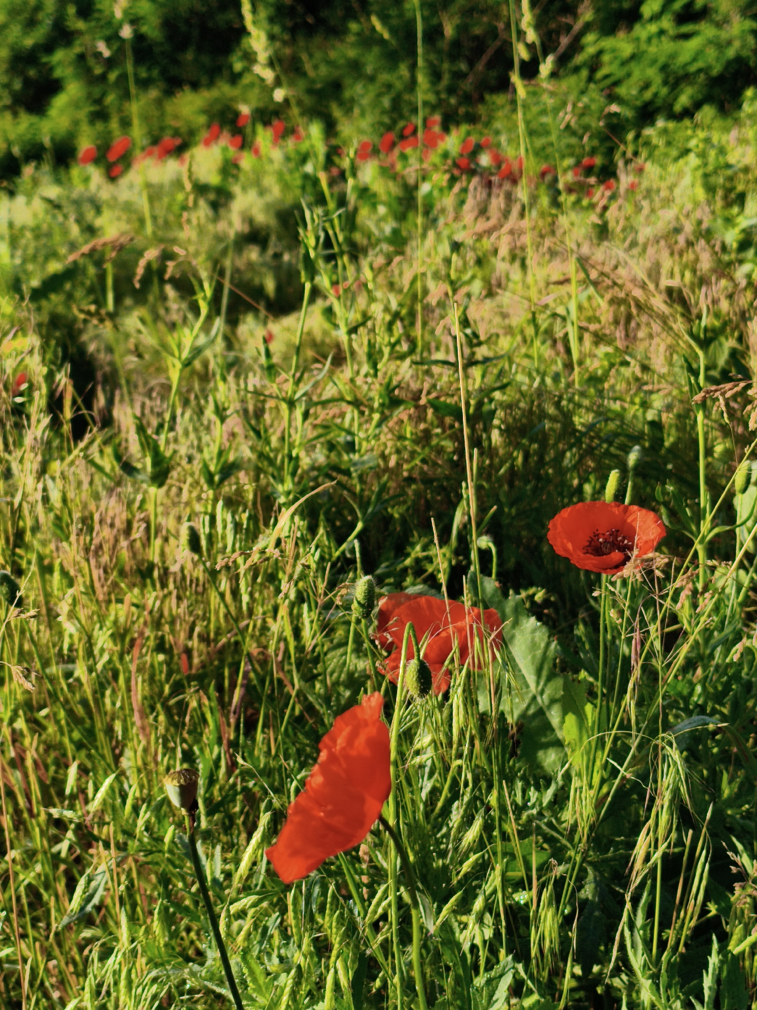 The image depicts a sun-drenched field of poppies in Ustyvytsia, Ukraine. Several vibrant red poppies are in bloom, their petals catching the light. The field is dense with tall green grass and various other wild plants, some with seed heads. In the background, more poppies are visible, scattered throughout the lush greenery, indicating a natural, untamed environment. The sunlight creates a warm, golden hue over the scene. There are no people or animals visible in the frame. The overall impression is one of natural beauty and tranquility in a rural Ukrainian landscape.