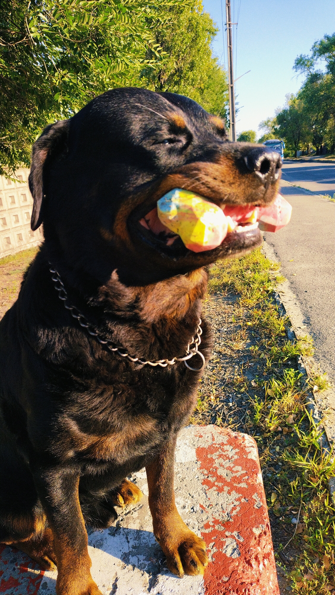 A Rottweiler dog is pictured outdoors in Horishni Plavni, Ukraine, holding a multi-colored toy in its mouth. The dog is sitting on a red and white concrete structure, possibly a bench or curb, on a sunny day. The background shows a tree-lined street with a sidewalk and a road, where a blue bus is visible in the distance. The dog is wearing a metal chain collar. Green grass and some fallen leaves are scattered on the ground. The image captures a close-up of the dog's head and upper body, with its eyes partially closed.