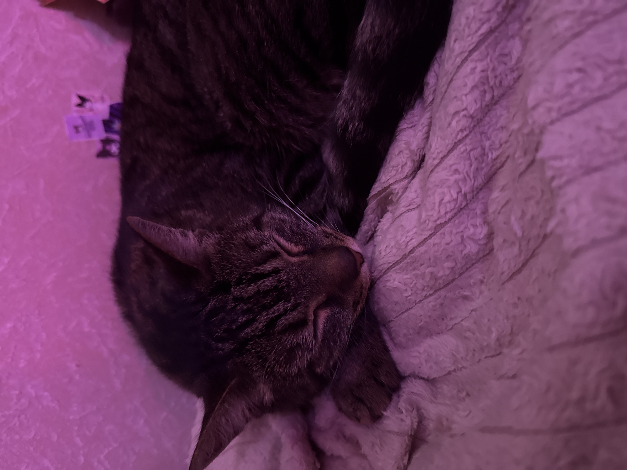 A tabby cat is sleeping on a pink, fuzzy blanket. The cat is curled up with its eyes closed and its head resting on its paws. The background is a pink, textured wall. There are a few small, blurry figures on the wall behind the cat.