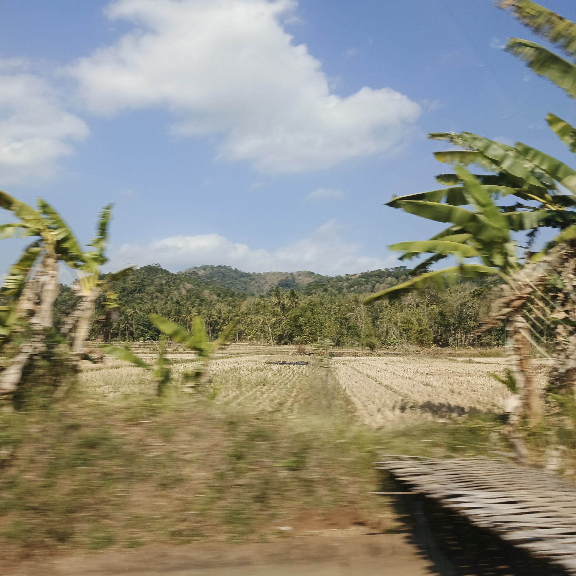 The image depicts a landscape in Piji, Indonesia, characterized by a rural setting with agricultural fields and lush vegetation under a bright blue sky with scattered white clouds. In the foreground, blurred banana trees with large, green leaves are visible, suggesting motion, possibly from a moving vehicle. To the right, a wooden bridge or walkway, constructed from woven bamboo or similar material, also appears blurred due to movement. The midground features a harvested field, likely rice paddies, with rows of stubble indicating recent harvesting. Beyond the field, a dense forest covers rolling hills, with scattered palm trees visible among the trees. The overall scene conveys a sense of tropical rural life and agricultural activity.