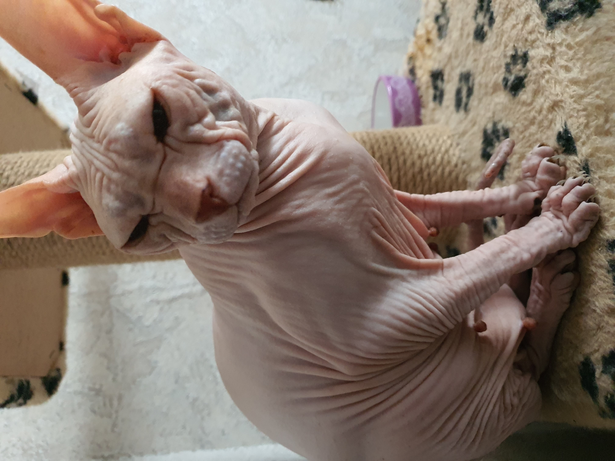 A light pink Sphynx cat with large ears and wrinkled skin sits on a tan, leopard-print carpeted surface. The cat is positioned on a scratching post, which is wrapped in brown rope. In the background, a light-colored textured wall is visible, and to the right, a small purple and white bowl rests on the carpet. The cat's expression is neutral, with its eyes partially closed. The image is a close-up shot, focusing on the cat and its immediate surroundings.