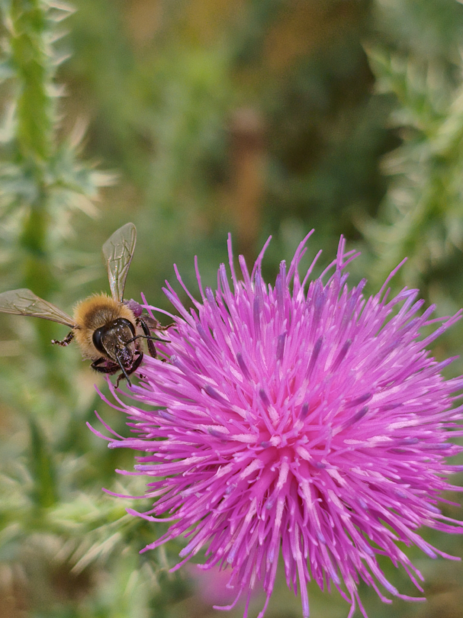 A honeybee is shown from a close-up perspective, hovering over a bright pink thistle flower. The bee's body is covered in fuzzy yellow and brown hairs, and its wings are transparent and spread wide. Its head is facing forward, with its antennae extended. The thistle flower is large and circular, with numerous delicate pink petals radiating outward. The background is softly blurred, with shades of green and brown suggesting foliage and other plants in a natural setting. The image appears to be taken outdoors, possibly in a field or garden. There is no indication of the city of Ustyvytsia, Ukraine in the image.