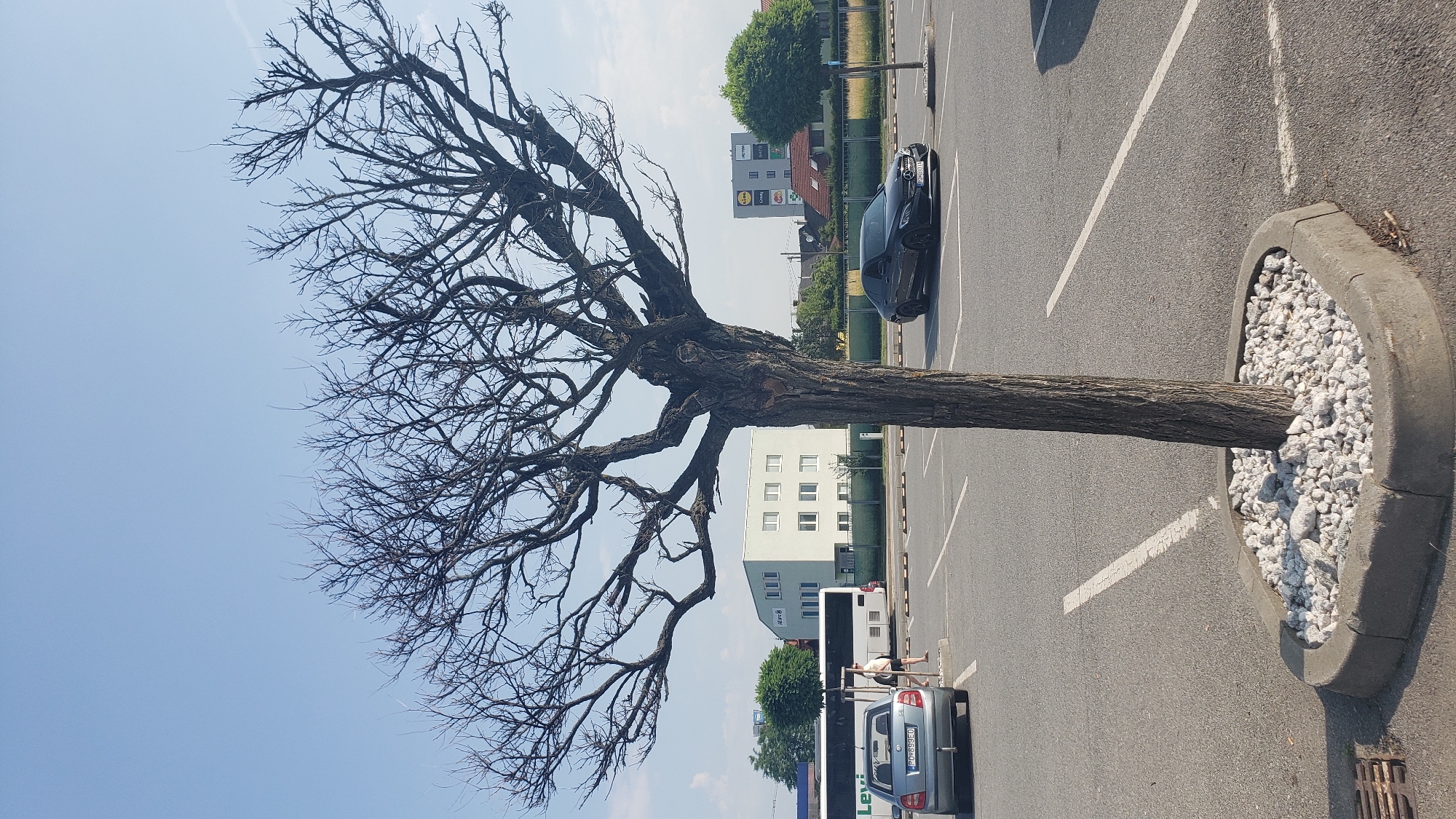 The image depicts a bare tree in a parking lot, likely in the city of Prešov, Slovakia. The tree, with its intricate, leafless branches, stands in the foreground, its trunk surrounded by white gravel within a concrete planter. In the background, a light-colored bus with "Levi" written on its side is parked, and next to it, a light-colored sedan is visible. Further back, a modern, light-colored building with multiple windows is situated. Another dark-colored sedan is parked on the right side of the image. The scene is set under a clear blue sky, suggesting fair weather. The overall environment appears to be a typical urban parking area with a mix of commercial and residential structures in the distance.