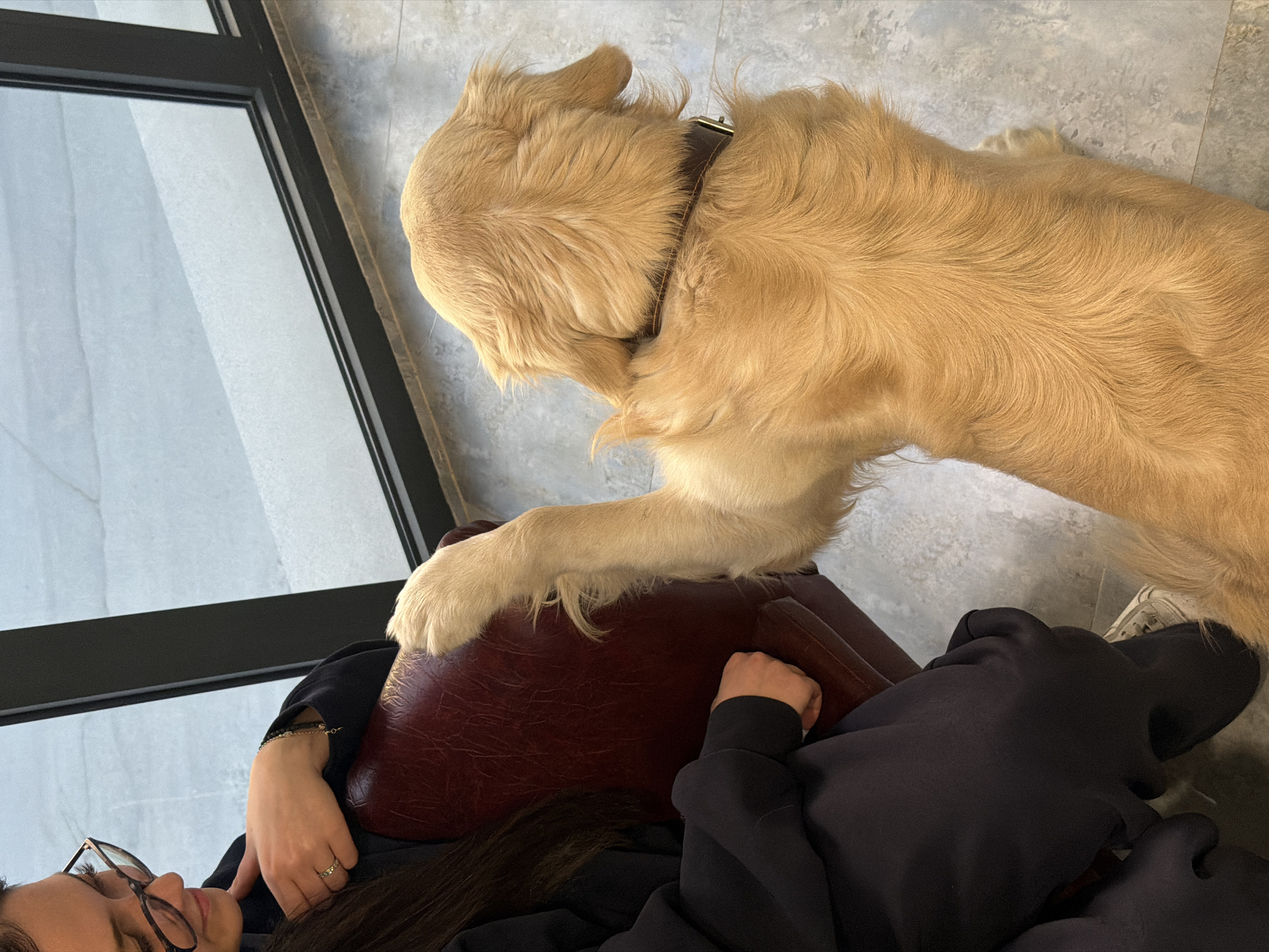 A Golden Retriever stands over a person reclining in a leather chair. The person is wearing glasses and a dark-colored top. The dog's paw rests on the chair. The scene is indoors, with a window to the left. The floor is gray. The location is Yerevan, Armenia.