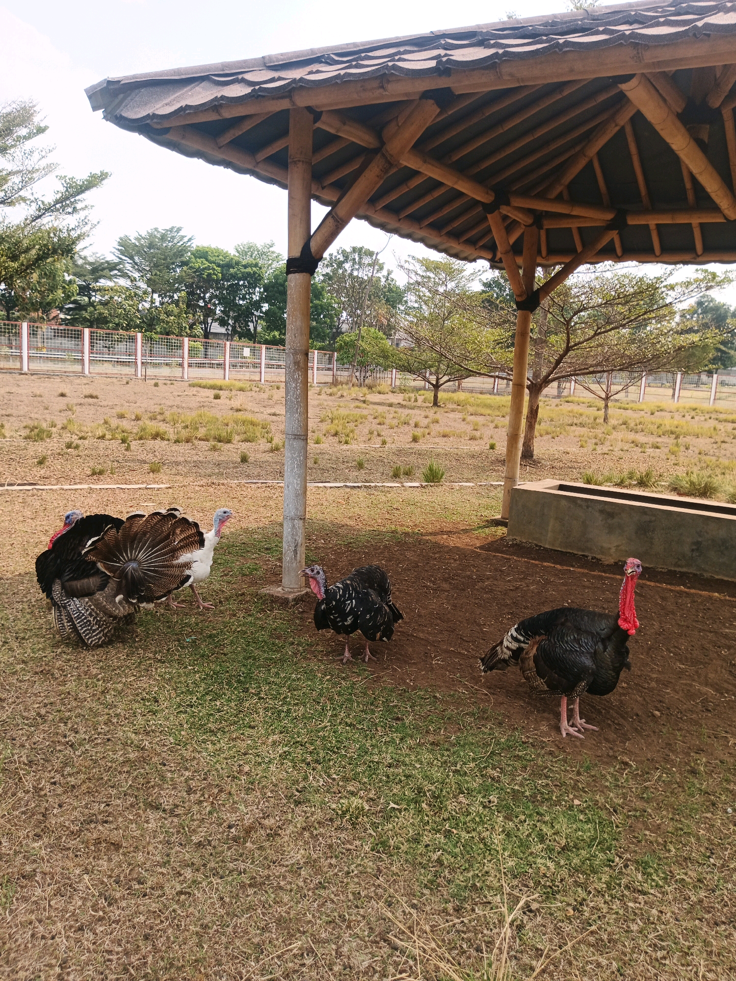 The image captures an outdoor scene featuring several turkeys in what appears to be a rural or farm-like setting. A rustic bamboo-roofed shelter with supporting pillars is visible in the foreground, providing shade. On the ground, which is a mix of dry grass and dark soil, four turkeys are present. One turkey, predominantly white with black tail feathers, stands with its fan fanned out. To its left, a dark-feathered turkey is partially visible. In the middle ground, a smaller, black and white speckled turkey stands. To the right, a larger black turkey with a prominent red wattle and snood stands facing the viewer. In the background, a dry, grassy field stretches out, bordered by a white fence with red posts and a line of trees. A concrete structure, possibly a trough or water feeder, is situated behind the shelter. The sky is overcast. While the image evokes a natural setting, it's not possible to pinpoint its exact location within Bandung City, Indonesia without further information or contextual clues.