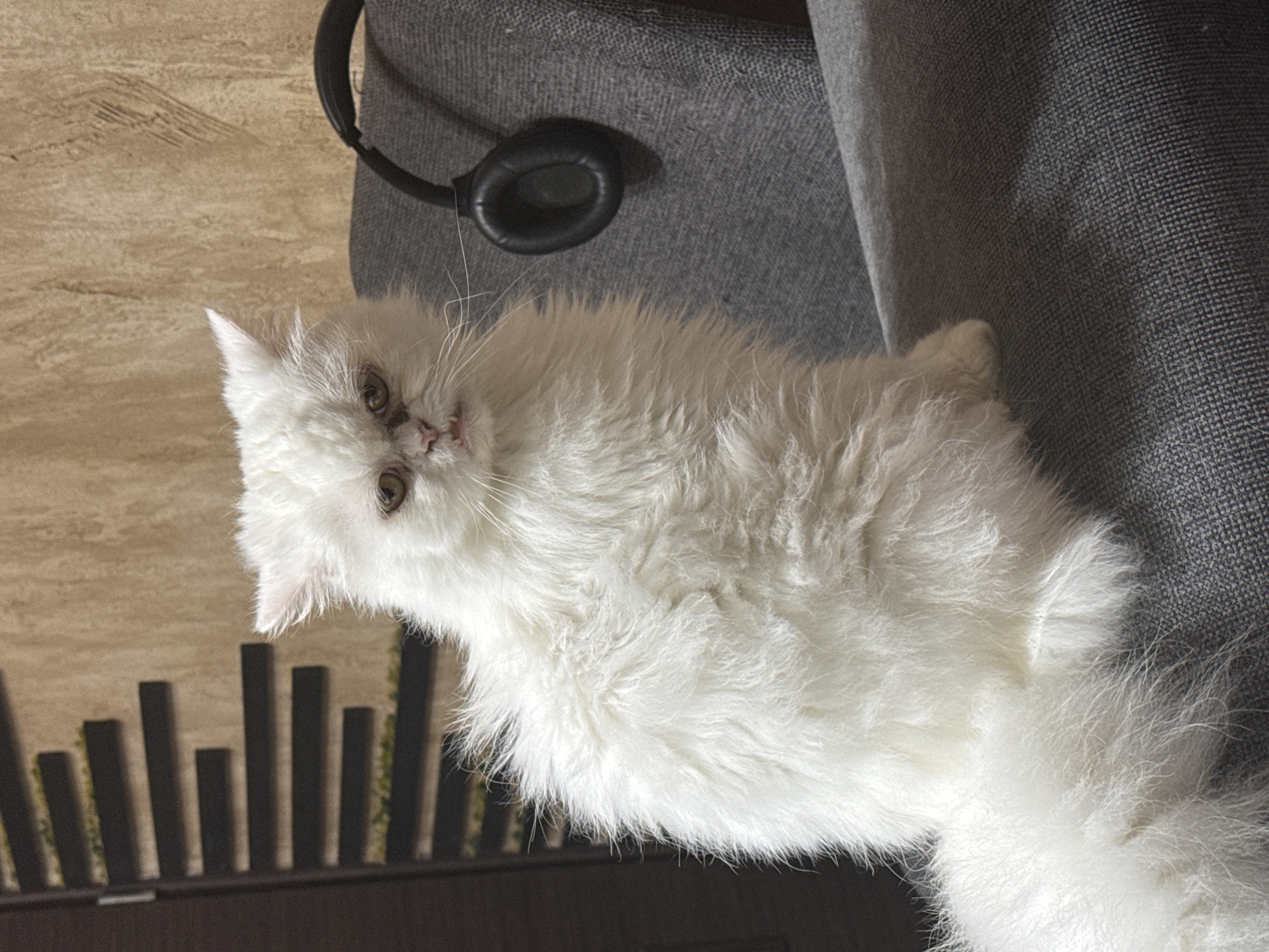 A fluffy white cat with a distinctive flat face and slightly protruding teeth sits on a grey upholstered chair. The cat is facing the camera with a somewhat grumpy expression. To the right of the cat, resting on the chair, are a pair of black over-ear headphones. The background features a textured beige wall with a dark decorative element on the left side, resembling a series of horizontal shelves. The overall setting appears to be indoors. The image does not contain information that would allow for its location to be determined to a specific city like Burgas, Bulgaria.