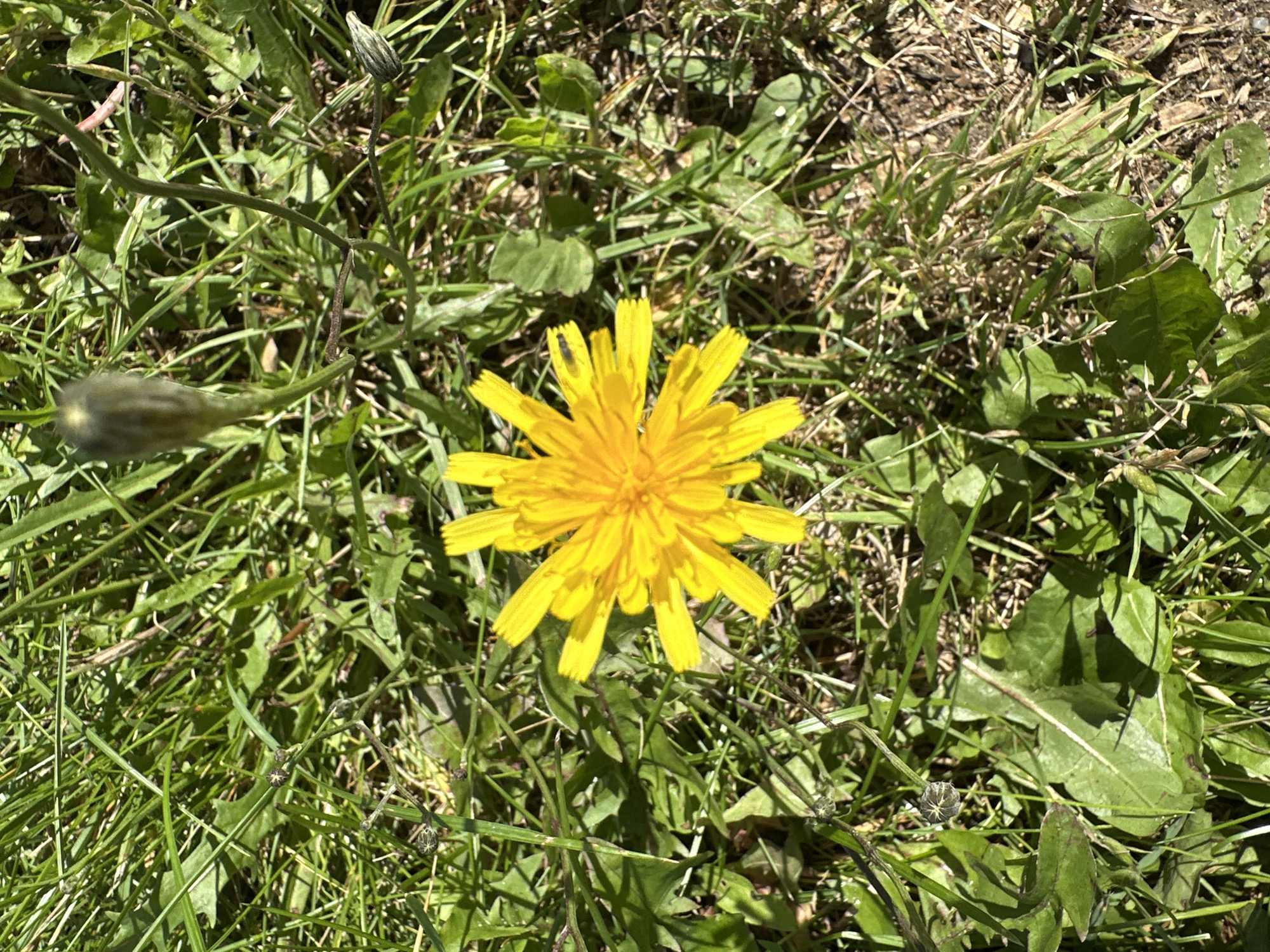 A close-up, top-down view of a single bright yellow dandelion flower in full bloom, positioned in the center of the frame. The flower's petals radiate outwards uniformly. Surrounding the dandelion is a dense carpet of green grass, with some dry, brown patches of earth and dead grass visible, suggesting an outdoor, potentially unkempt setting. Several unopened dandelion buds, characterized by their fuzzy, grey-green appearance, are scattered among the grass, particularly in the upper left and upper right portions of the image. Thin, dark green stems of grass and plant stalks weave through the scene. A small, dark insect is visible on one of the dandelion petals on the left side of the flower. The lighting indicates a bright, sunny day. No specific landmarks or features suggest a precise location within Minsk, Belarus, beyond the general environment of grass and plants.