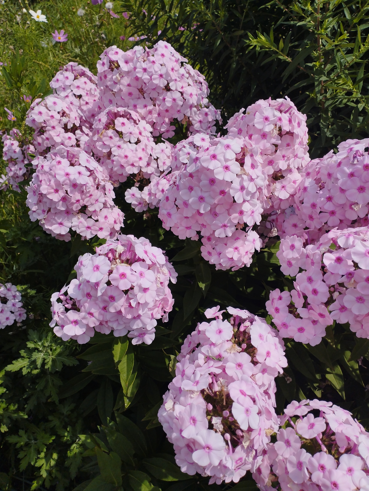 In an outdoor, sunlit environment, a dense cluster of light pink phlox flowers dominates the foreground and midground of the image. The flowers are arranged in large, rounded panicles, with individual blooms exhibiting five petals and a darker pink center. The petals are slightly ruffled and appear delicate. The blooms are densely packed, creating a soft, voluminous texture.
Behind the phlox, a dark green foliage creates a contrasting backdrop, with some leaves visible in sharp focus and others softly blurred. In the upper left quadrant, a few other flowers are present, including a single white flower and several small, pale pink, daisy-like flowers, which appear less prominent than the phlox. The lighting suggests a sunny day, casting dappled shadows on the foliage and highlighting the soft hues of the flowers. The scene appears to be a garden or a natural setting with abundant flora. There are no people or animals visible in the image.