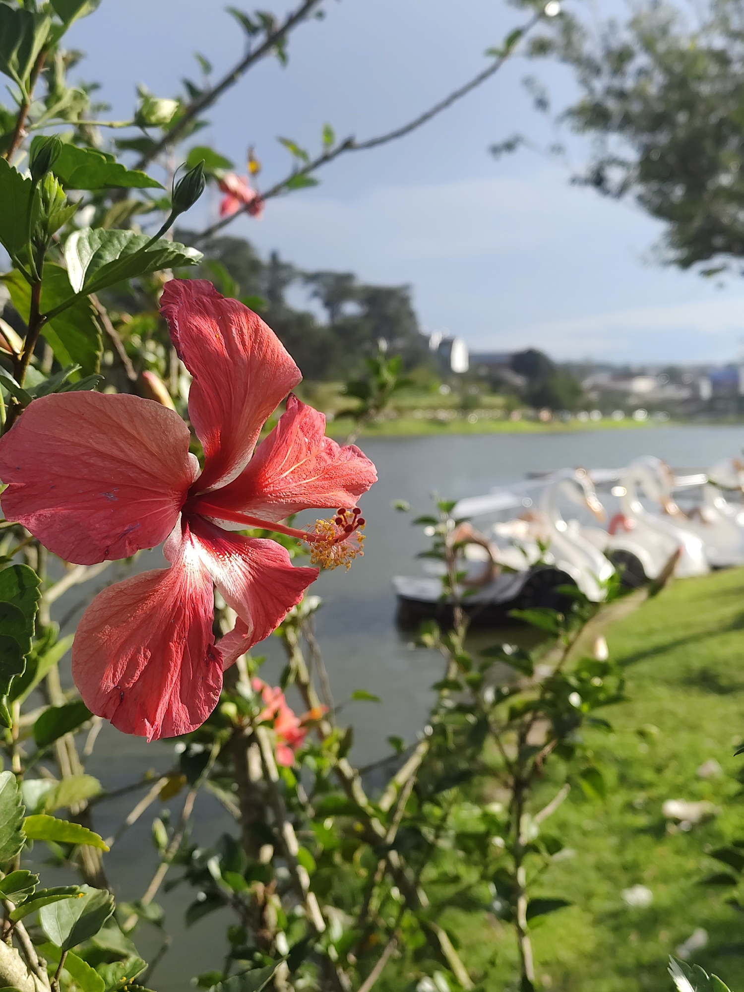 A close-up, low-angle shot captures a vibrant pink hibiscus flower in the foreground, its petals slightly curled and showing delicate veins. The flower is positioned on the left side of the frame, partially obscuring the background. Behind the flower, a tranquil lake is visible, with several white swan-shaped pedal boats lined up along the shore. The lake reflects the soft, diffused light of a partly cloudy sky. Green grass covers the embankment leading down to the water, and in the distance, a few buildings and trees suggest an urban or park-like setting. The overall scene evokes a peaceful, leisurely atmosphere, likely in a public park area like the Xuan Huong Lake in Da Lat, Vietnam, known for its scenic beauty and recreational activities.