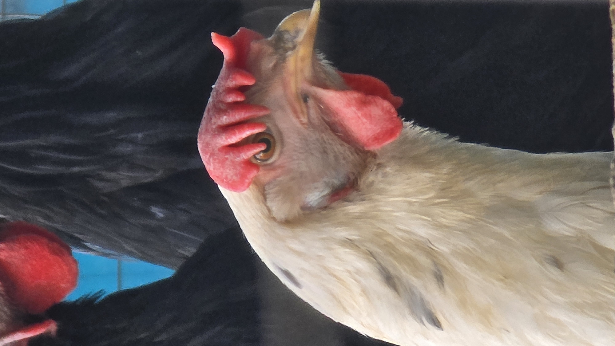 A close-up, low-angle shot shows the head of a white chicken in the foreground, facing right. The chicken has a bright red comb and wattle, a yellow beak, and a brown eye. Its feathers are white with some gray markings on the neck. In the background, two black chickens are partially visible, with one on the left having a red comb and wattle. The environment appears to be outdoors, with a hint of blue in the background, possibly a fence or structure. The image's focus is sharp on the white chicken's head, with the background slightly blurred. The scene does not depict the city of Kochubaevo, Kyrgyzstan.
