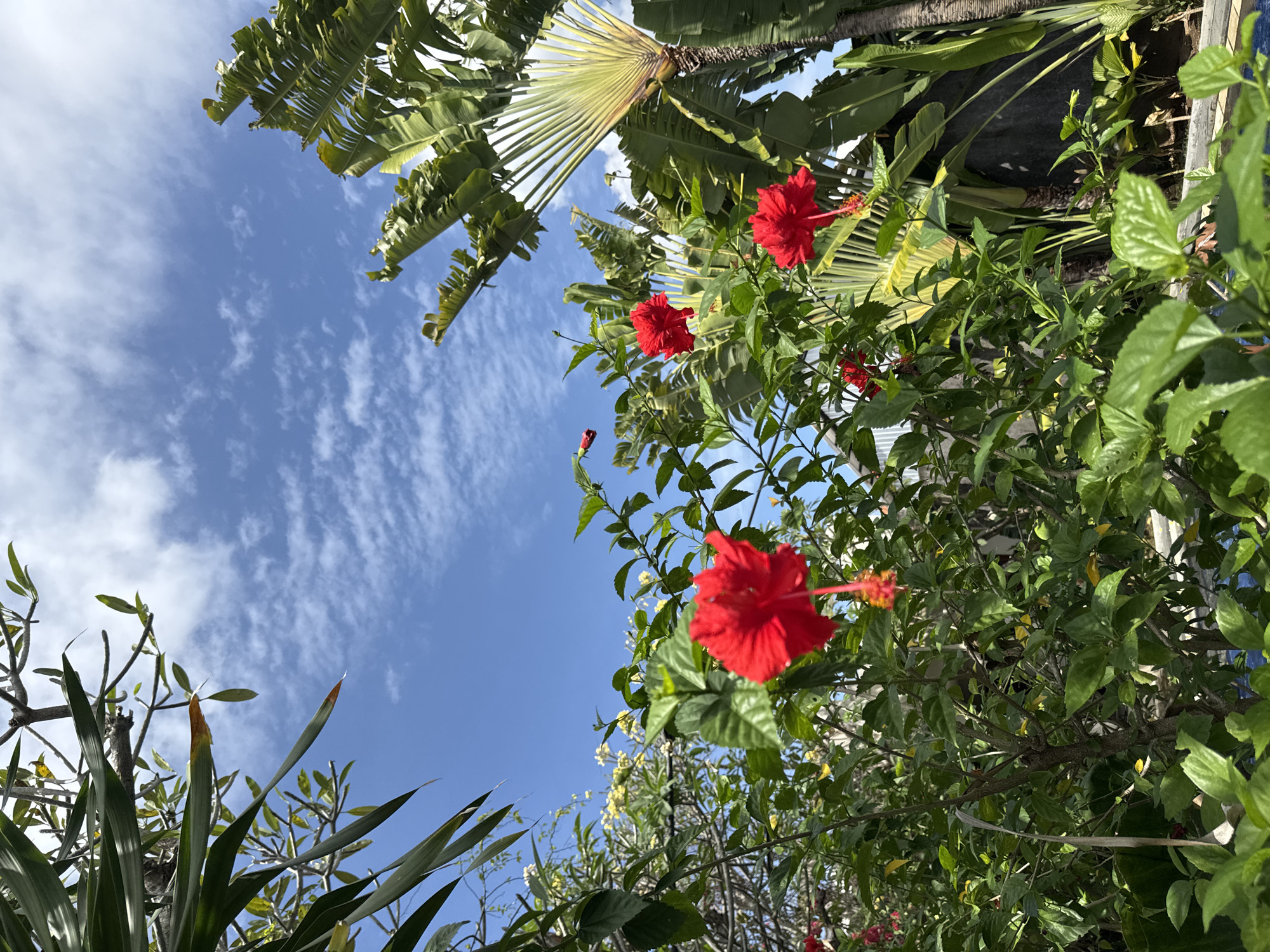 An outdoor, eye-level, medium shot captures a vibrant scene dominated by lush greenery and bright red hibiscus flowers under a clear blue sky with scattered white clouds. In the foreground and midground, numerous green leaves and branches form a dense foliage, interspersed with several striking red hibiscus blooms, some in focus and others slightly blurred. To the right, a tall, fan-like palm tree with large, green fronds stands prominently. The background reveals more vegetation and hints of architectural structures, possibly a building, suggesting an urban garden or courtyard setting. The overall impression is one of a tropical paradise, likely situated in a location like Denpasar, Indonesia, known for its rich flora and warm climate. No people are visible in the image.