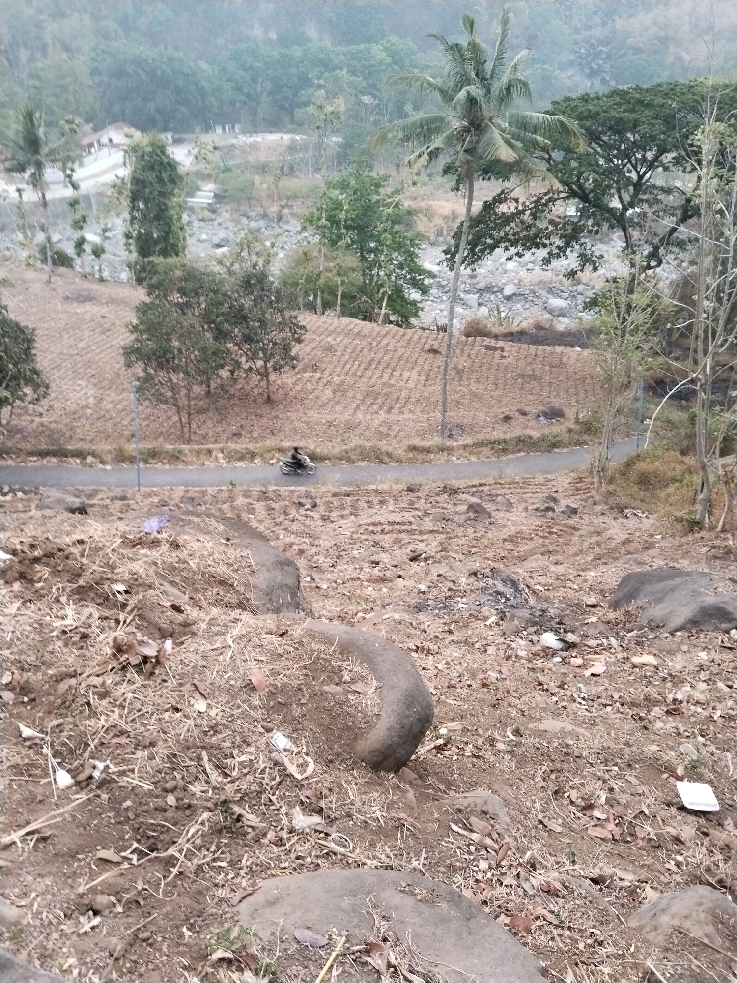 The image depicts a rural hillside in Sangkanjaya, Indonesia, characterized by dry, barren terrain and evidence of agricultural activity. In the foreground, the ground is covered with dry grass, leaves, soil, and scattered rocks. A curved, partially buried object, possibly a piece of root or weathered wood, is visible. There is also some debris, including what appears to be a white plastic container.
The midground reveals a paved road that curves through the landscape. A person on a motorcycle is traveling along this road. The area adjacent to the road on the left appears to be a cultivated field, with rows of planted crops or stubble from a harvested crop. On the right side of the road, the terrain is also dry and rocky, with sparse vegetation.
The background shows a more densely vegetated area, with trees and a riverbed filled with stones. Further in the distance, hills and more trees are visible, shrouded in a light haze, suggesting it may be early morning or a cloudy day. A coconut palm tree stands prominently on the left side of the frame in the mid-background, with a larger, mature tree with dense foliage to its right. Several buildings, appearing to be small structures or houses, are visible in the distance, along with what might be a small bridge or walkway over the river. The overall scene suggests a rural, agricultural environment that experiences dry seasons.