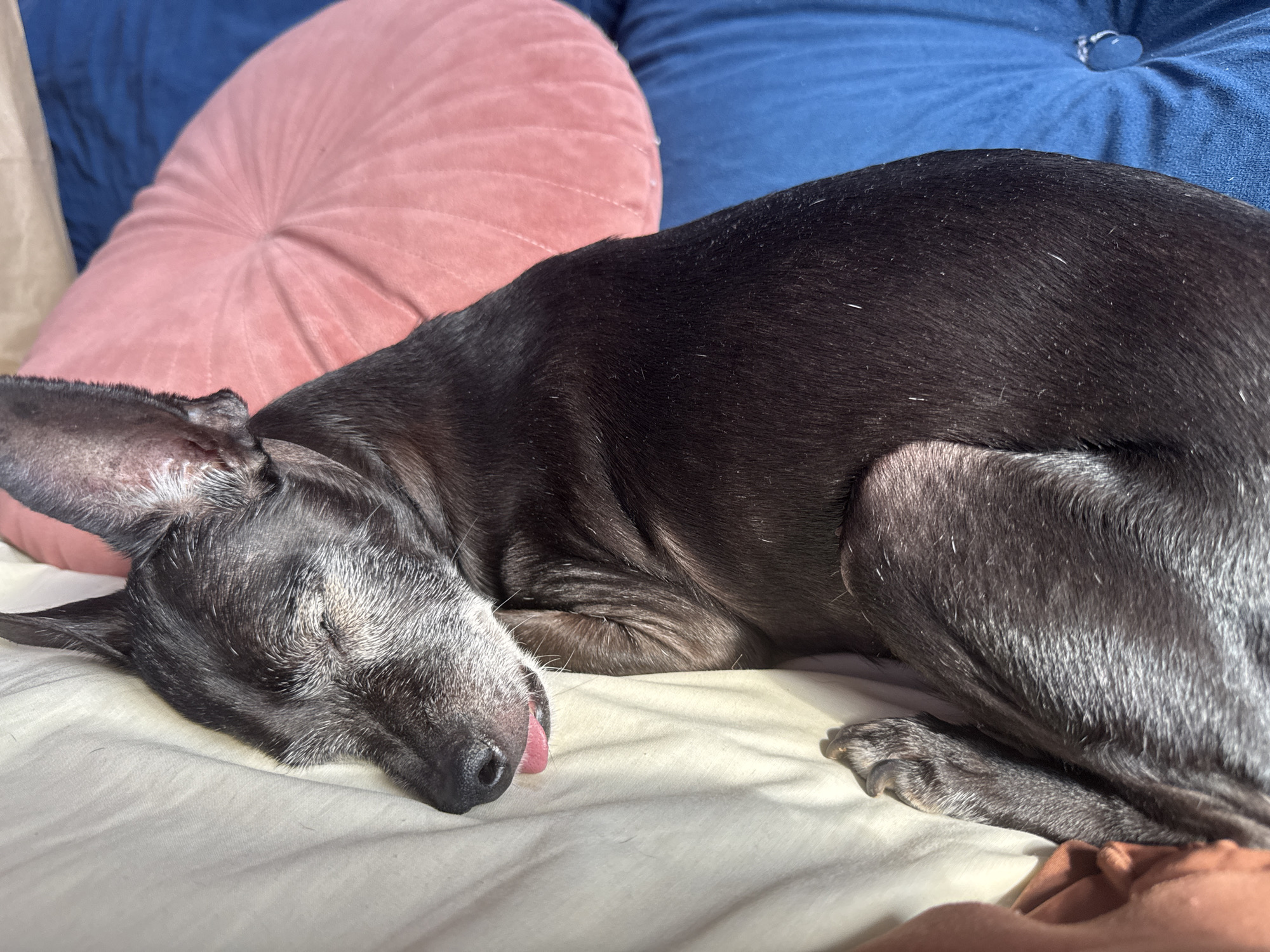 A black dog is sleeping on a bed with a light-colored comforter. The dog is lying on its side with its eyes closed and its tongue slightly sticking out. The dog has grey fur around its muzzle and ears. In the background, there are two pillows, one pink and one blue. The image does not provide any information about the location of the scene in the city of Plovdiv, Bulgaria.