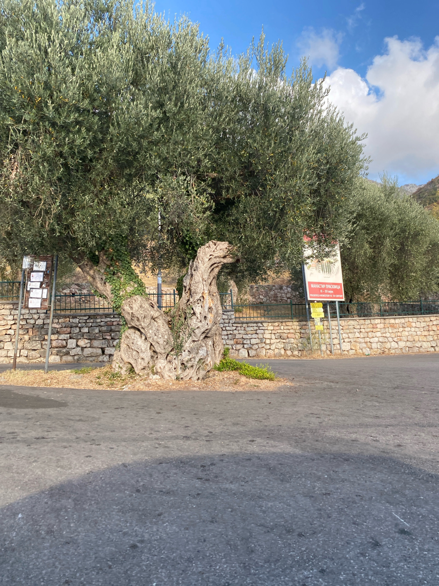 In Podličak, Montenegro, an ancient, gnarled olive tree dominates the foreground. Its thick, twisted trunk, covered in patches of green ivy, creates an almost sculptural form. The tree stands on a patch of dry, light brown earth, bordered by a low stone wall. Behind the wall, a black metal fence runs horizontally, and further back, more olive trees stretch into the background. A tall sign with red and white lettering, featuring Cyrillic script, stands to the right of the olive tree, alongside smaller yellow signs. To the left of the olive tree, another sign with multiple white documents is mounted on a brown backing. The scene is set against a backdrop of a clear blue sky with scattered white clouds, and a hint of distant mountains can be seen through the olive trees. The ground in front of the tree is paved with asphalt, showing some dark spots and a distinct shadow cast across it.