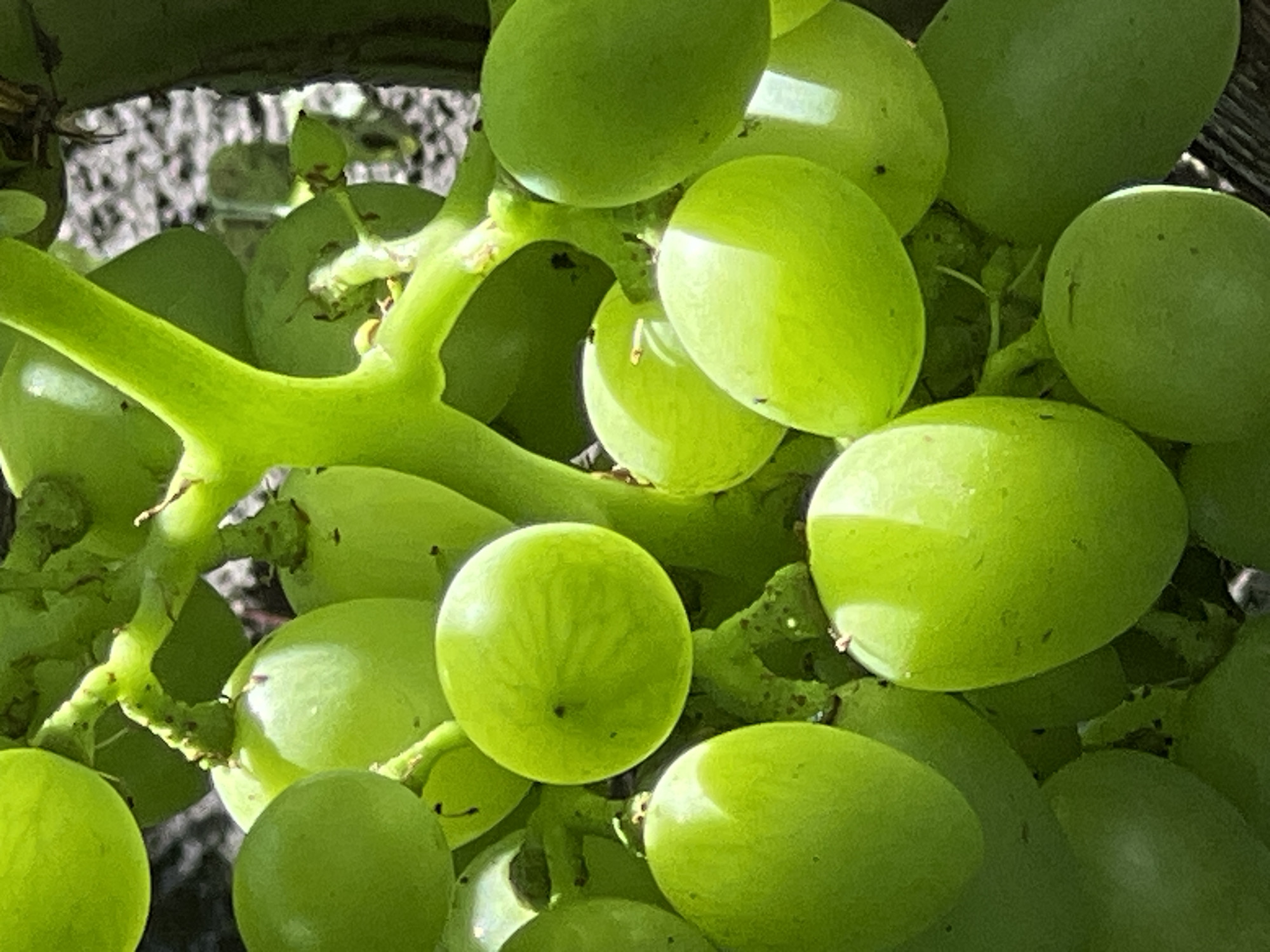 A close-up, macro photograph features a cluster of ripe green grapes. The grapes are plump and spherical, with smooth, waxy skins that reflect the light, creating bright highlights. They are attached to a thick, green vine, which is also visible in the frame. The background is softly blurred, suggesting a natural outdoor setting. The image was taken in the city of Lopatino, Russia.