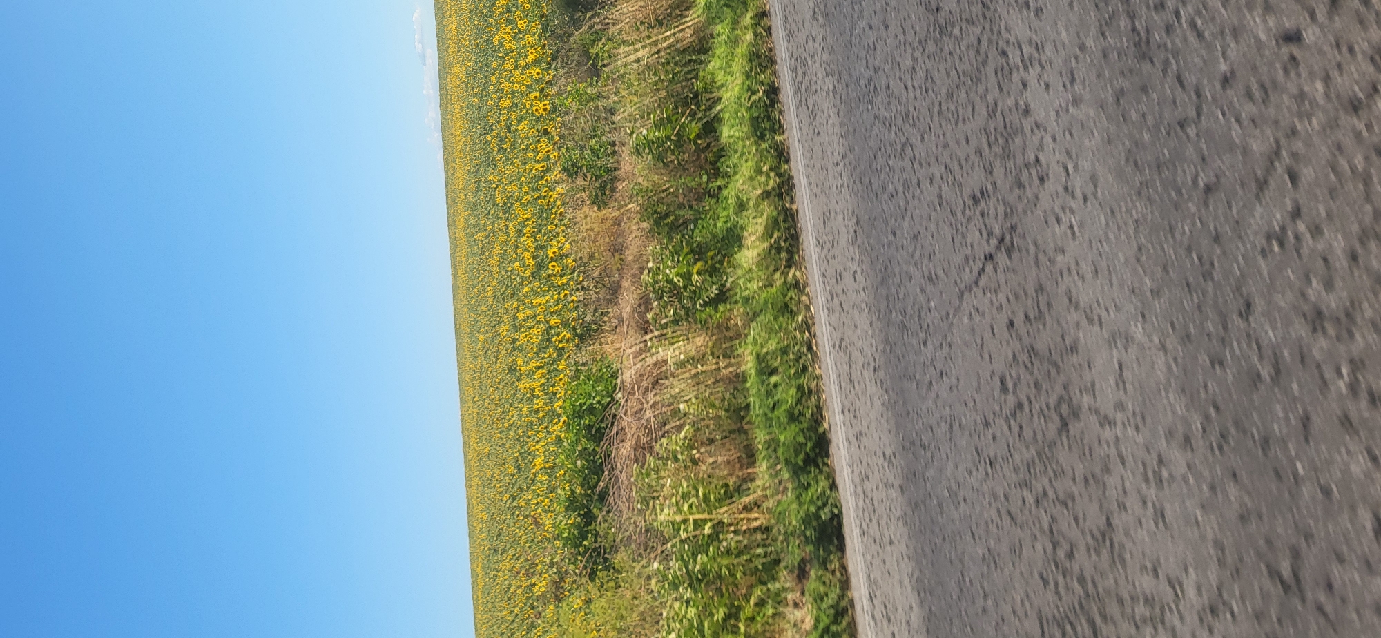The image depicts a rural landscape with a vast field of sunflowers under a clear blue sky. In the foreground, a paved road, possibly with a white line, is visible, showing signs of wear and possibly some moisture. Beyond the road, a strip of dry grass and green foliage separates it from the expansive sunflower field. The sunflowers are predominantly yellow, facing upwards towards the sky, creating a textured carpet of color that stretches towards the horizon. The scene suggests a sunny day in the countryside, likely during the blooming season of sunflowers. The location is identified as Kozar Belene, Bulgaria. There are no people or animals visible in the image.
