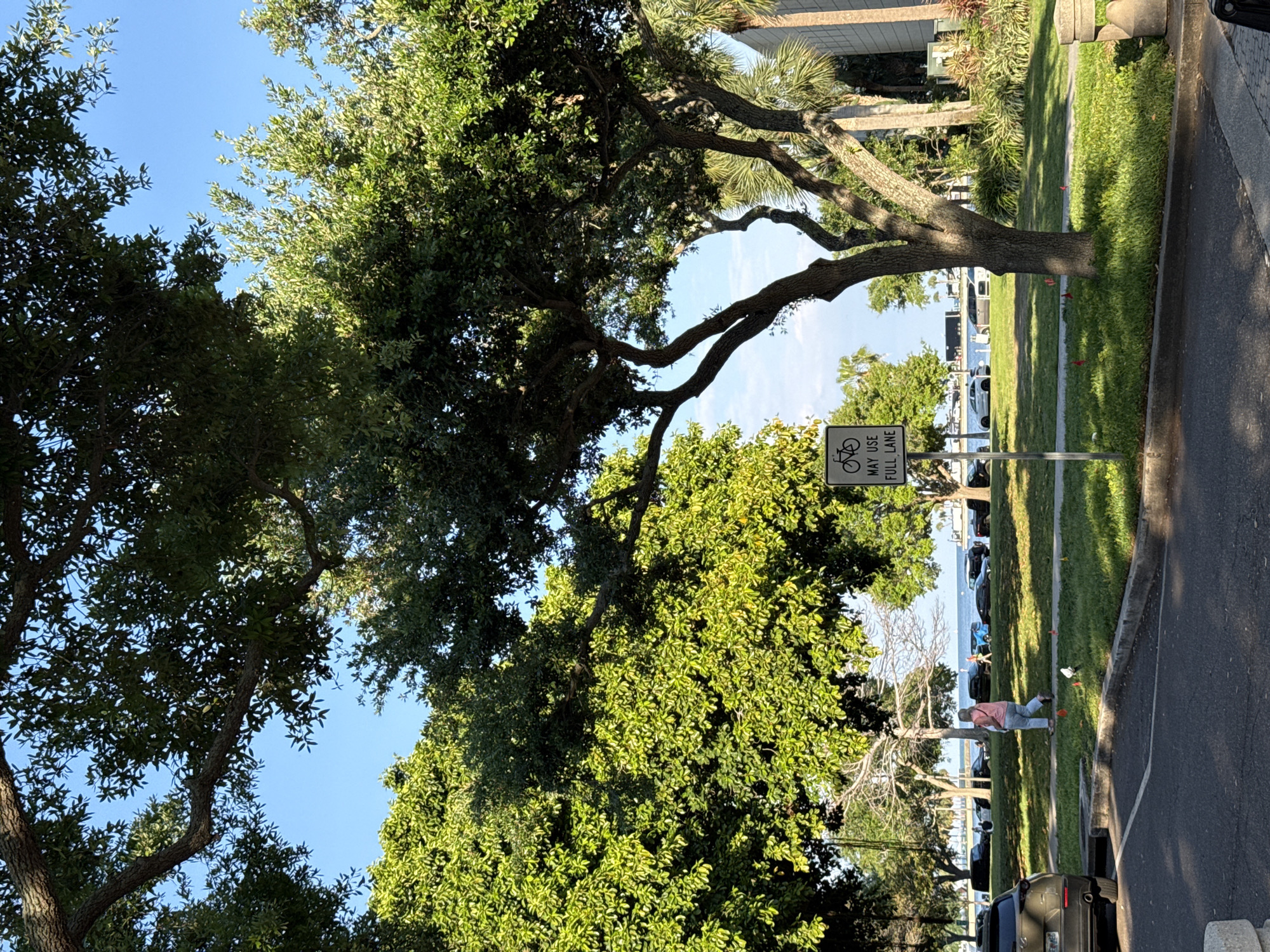 The image depicts an outdoor, daytime scene under a clear blue sky, likely along a waterfront park in Saint Petersburg, Florida, United States of America.
In the immediate foreground, a dark asphalt paved surface is visible on the left and bottom, featuring a partial white parking line on the left. This paved area is separated by a concrete curb from a manicured grassy expanse that occupies the central and mid-ground. Several small, orange-red flags are sparsely planted in the grass.
A dark olive-green SUV is partially visible, parked on the paved area on the far left. A rectangular white sign with black text and a bicycle icon stands in the mid-ground, stating "BICYCLES MAY USE FULL LANE." A large, mature tree with a gnarled trunk and extensive dark green foliage dominates the right side of the frame, while another large, bright green deciduous tree stands prominently on the left.
An adult individual, dressed in a light pink/coral short-sleeved top, light-colored pants, and sandals, walks from left to right across the grassy area, their back mostly to the viewer. A small, white object is on the grass near their feet. Further in the mid-ground, a line of various parked automobiles (SUVs, sedans) are visible along a road bordering a body of water, likely Tampa Bay. A second, smaller figure walks along the waterfront in the distance, away from the camera.
In the background, beyond the water, a faint line of distant land or structures is discernible. On the far right, a portion of a modern-style building with light-colored walls is visible behind several tall palm trees. The sky above is uniformly clear and bright blue.