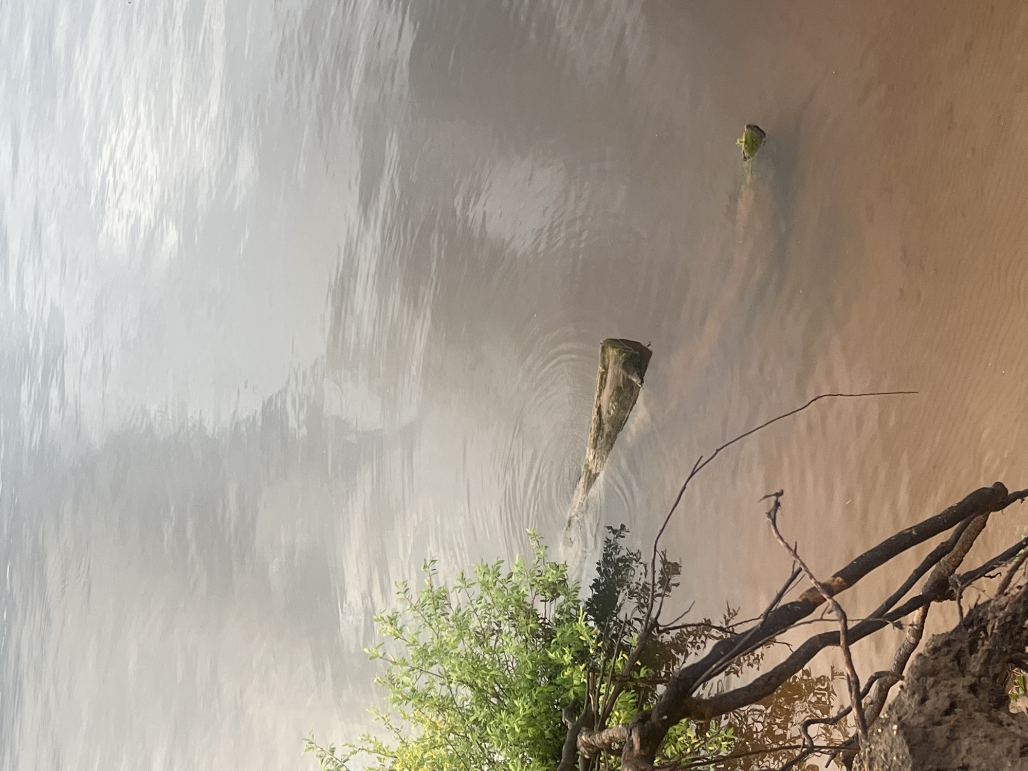 This image captures a serene, natural scene at the edge of a body of water, likely a river or lake, in Chaikovsky, Russia. The water itself is a distinct murky, light brown or tan color, suggesting a muddy or silty bottom, and its surface is covered with gentle ripples. Bright, diffuse reflections, appearing white and light gray, occupy the upper portion of the water, indicating an overcast or bright sky above.
A prominent, dark-colored log or thick branch is partially submerged or floating in the upper-middle section of the water, creating noticeable concentric ripples that spread outwards from it. Further towards the upper right, a smaller, vibrant green object, possibly a piece of vegetation or a moss-covered item, is also floating or resting in the water.
The lower part of the image shows the water's edge and bank. Lush, bright green foliage from a bush or tree extends over the water from the bottom left. To the right, dark, gnarled roots and branches of a larger tree are visible along the bank, indicating a natural, perhaps slightly eroded, shoreline.
The scene is devoid of human or animal activity, focusing on the tranquil interaction of water, light, and vegetation. It appears to be daytime, with soft light evident from the reflections, and the weather seems calm with a slight disturbance on the water's surface. No text is visible in the media file.