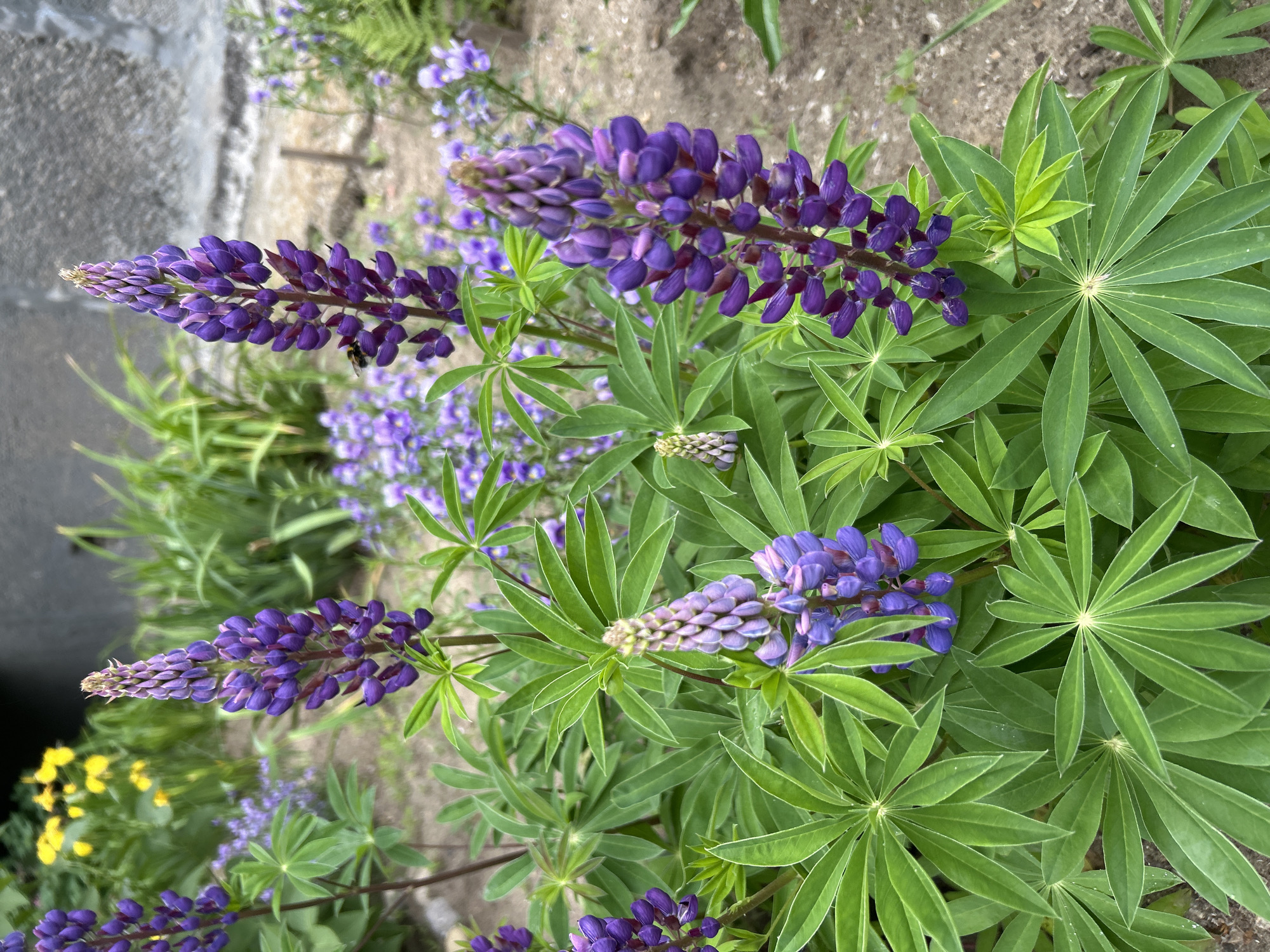In Angarsk, Russia, a cluster of purple lupine flowers stands tall and vibrant in a garden bed. Their spiky blossoms, a deep violet hue, are interspersed with lush green, palmate leaves. In the background, smaller purple flowers and yellow blossoms create a colorful tapestry, while a wall of a weathered building and a patch of dry earth frame the scene. A solitary bee can be seen buzzing around one of the lupine stalks.