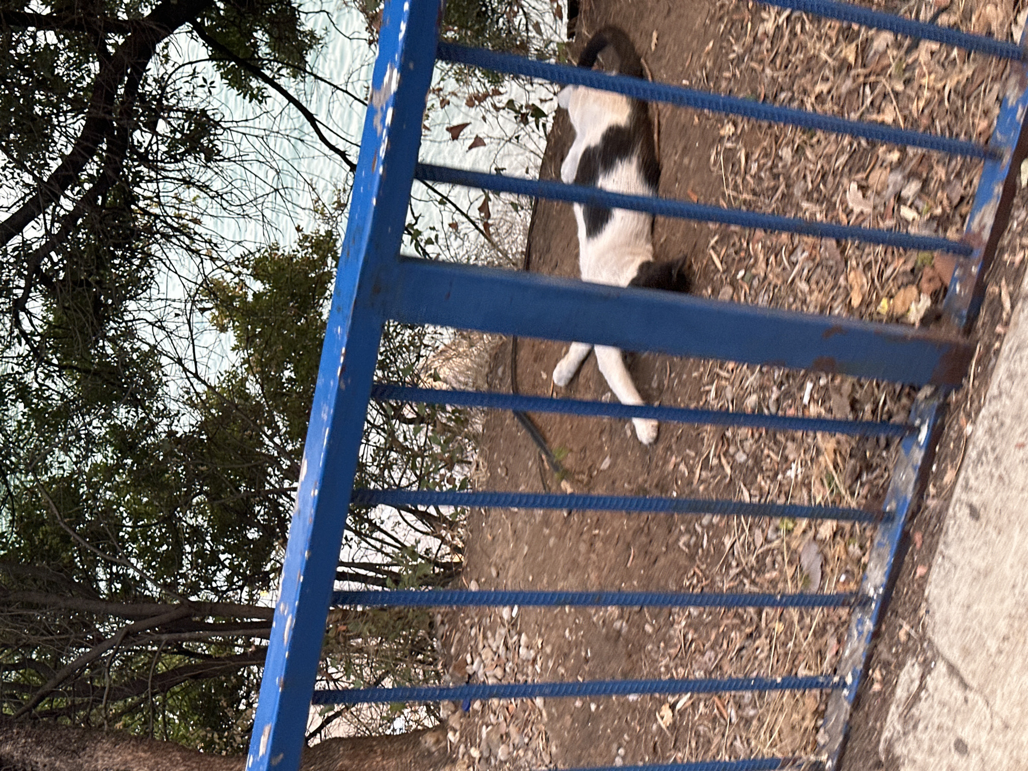 A black and white cat is resting on the ground behind a blue metal railing. The cat is lying on its back with its paws in the air, and its tail is curled around its body. The ground is covered with dirt, leaves, and small stones. In the background, there are trees and a body of water, possibly the Adriatic Sea. The scene appears to be outdoors, in a natural setting with some man-made elements like the railing and a paved path in the foreground. The location is Budva, Montenegro.