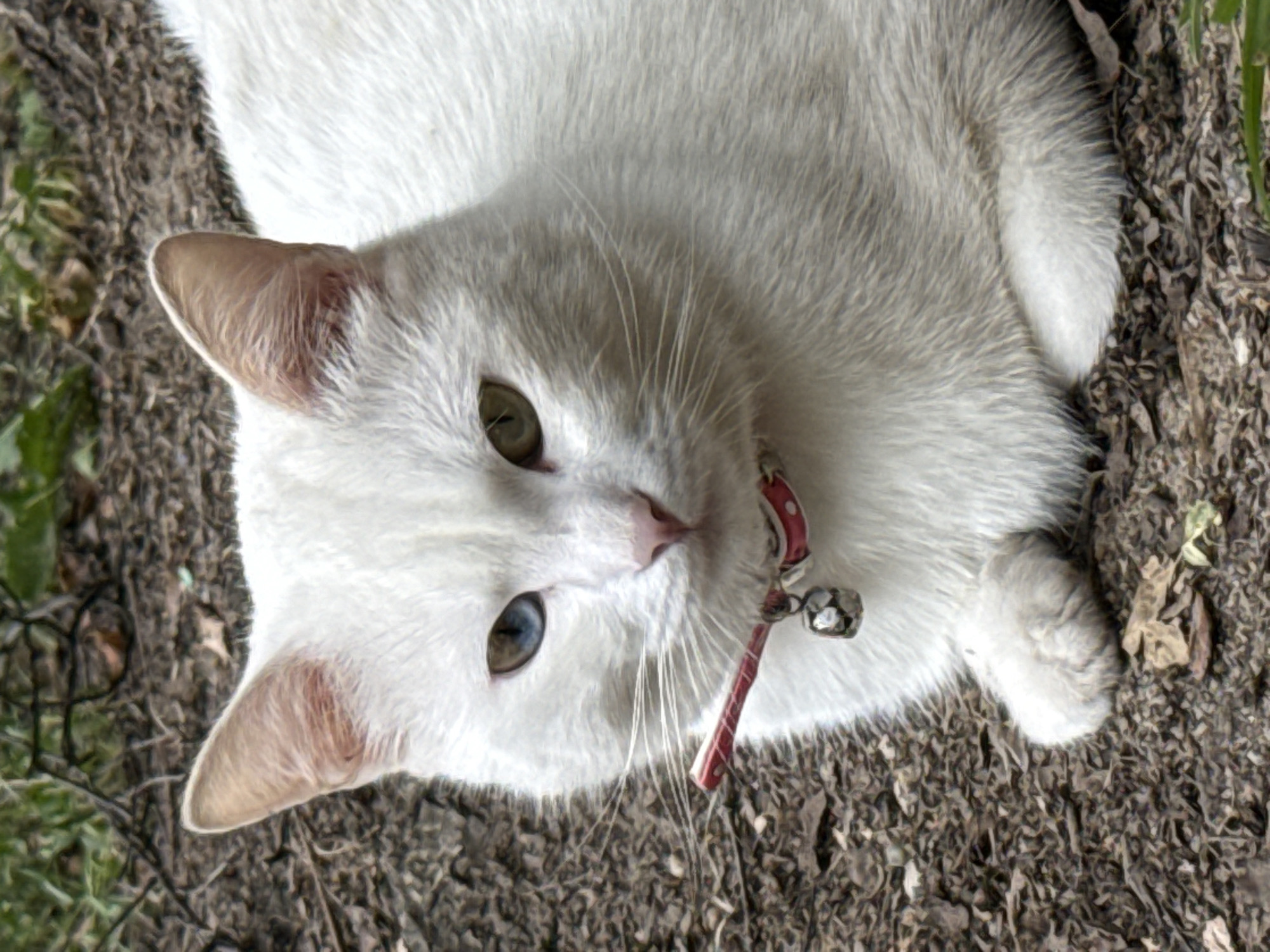 A white cat with heterochromia, one blue eye and one green eye, is lying down on the ground. The cat is wearing a pink collar with a bell attached. The ground is covered in dirt, leaves, and some grass in the background. This image was taken in the city of Rusanovo, Russia.