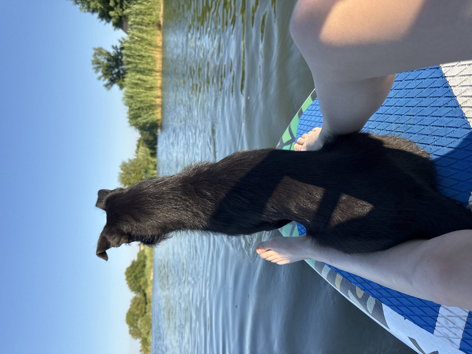 A person and a black dog are on a paddleboard on a body of water. The person is sitting on the paddleboard, facing away from the camera, with their legs visible. The dog is sitting in front of the person, also facing away from the camera, looking out at the water. The paddleboard is blue and white with a blue grip pattern. The water is calm with ripples. In the background, there is a shoreline with green trees and tall reeds. The sky is clear and blue. The scene appears to be in Novotitarovskaya, Russia, given the presence of reeds and trees typical of the region.