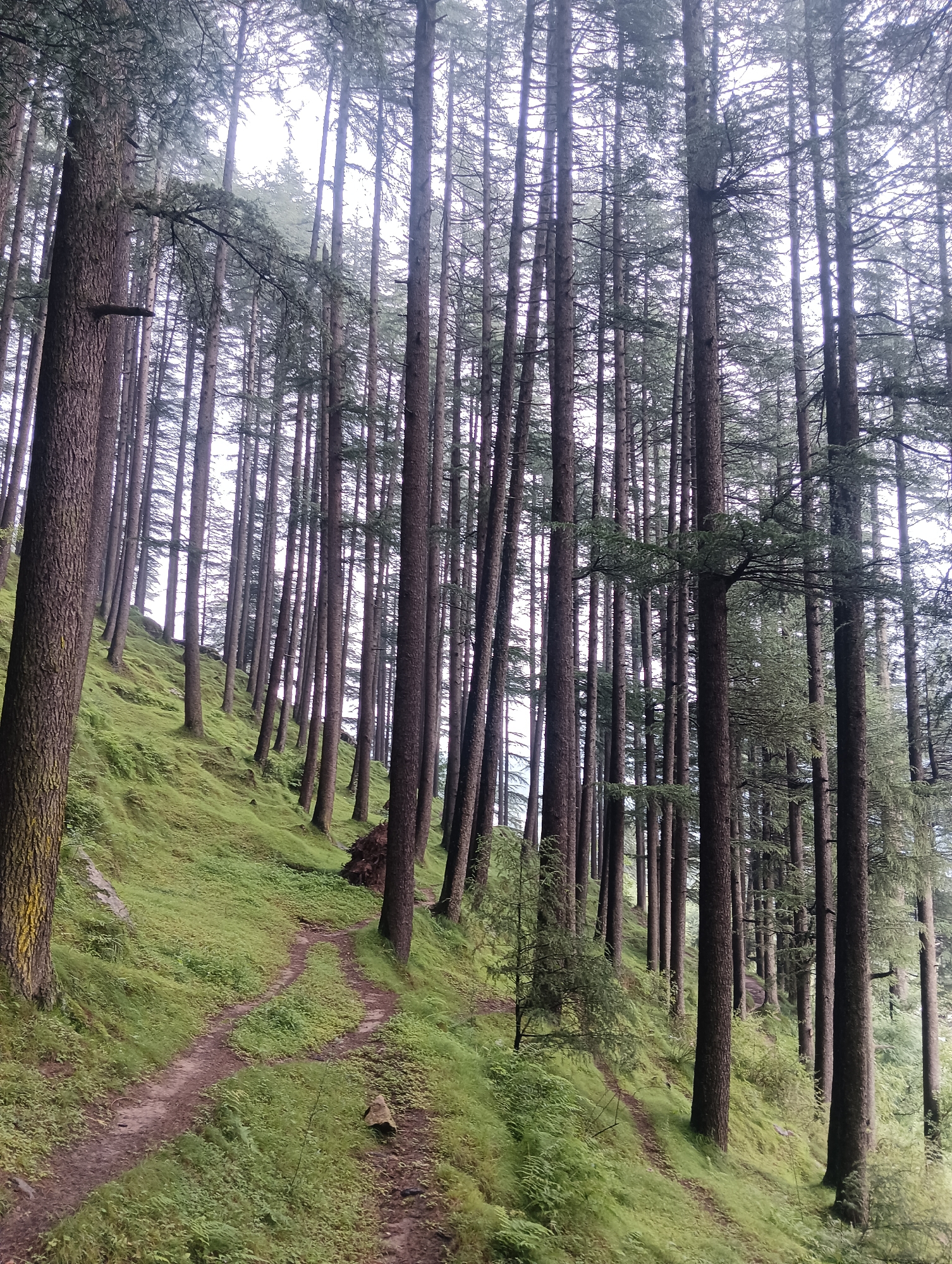 The image depicts a forest trail winding through a dense pine forest in Chhyal, India. Tall, slender pine trees with rough bark dominate the scene, their trunks forming a vertical pattern that recedes into the distance. The ground is covered in lush green grass and low-lying vegetation, with a dirt path clearly visible, showing tire tracks suggesting it's used by vehicles. The sky is overcast and hazy, lending a diffused light to the scene. There are no people or animals visible in the image. The environment appears damp and misty, characteristic of a temperate forest.