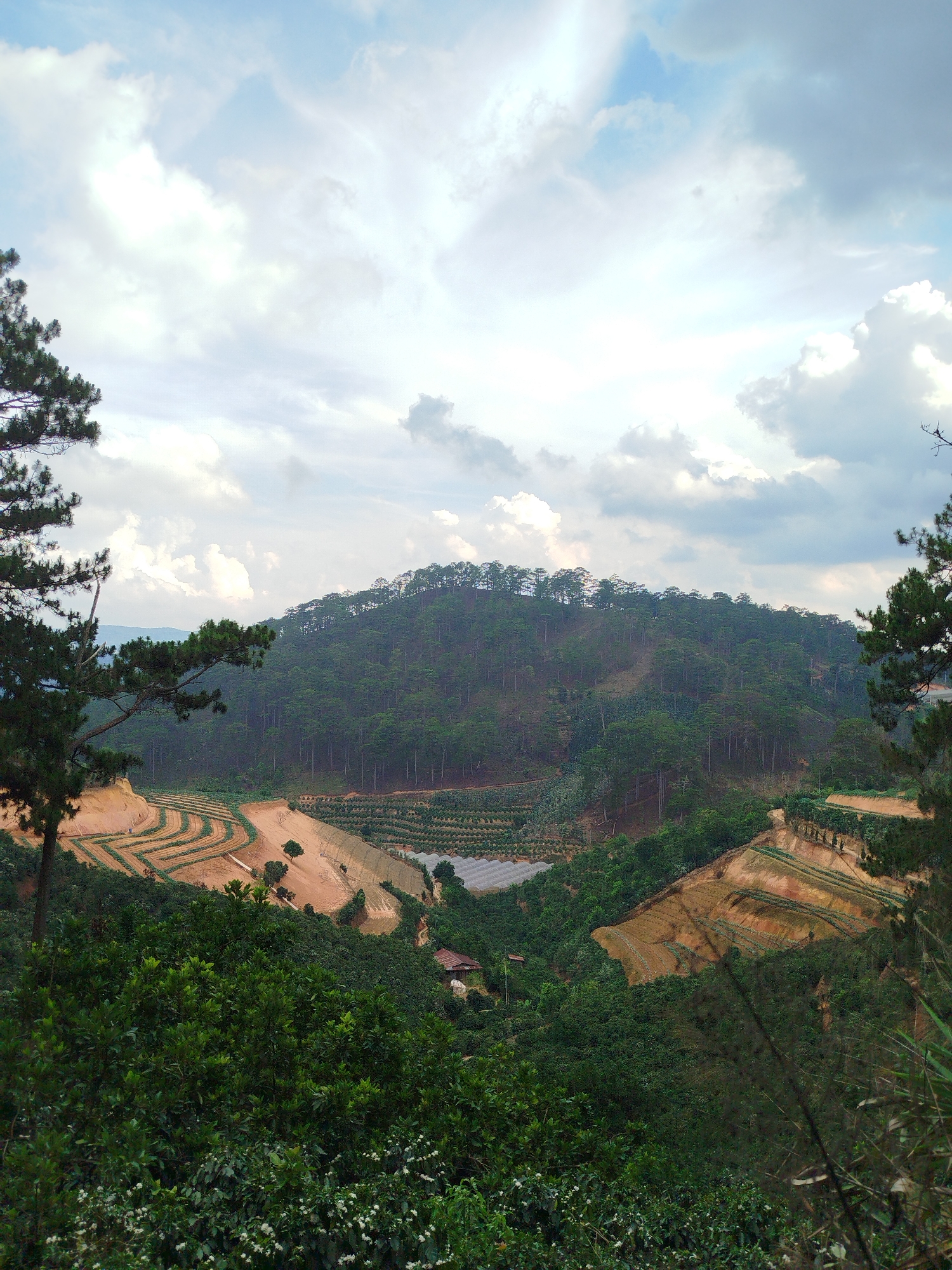 The image depicts a hillside landscape in Tuý Sơn, Vietnam, characterized by terraced agricultural fields carved into the slopes. A densely forested hill dominates the background, with a mix of evergreen trees covering its surface. The sky is overcast with cloudy conditions.
In the foreground, there are various shades of green indicating different types of vegetation. Some of the terraced fields are bare earth, suggesting recent cultivation or preparation for planting. The overall scene represents a rural, agricultural environment in a mountainous region.