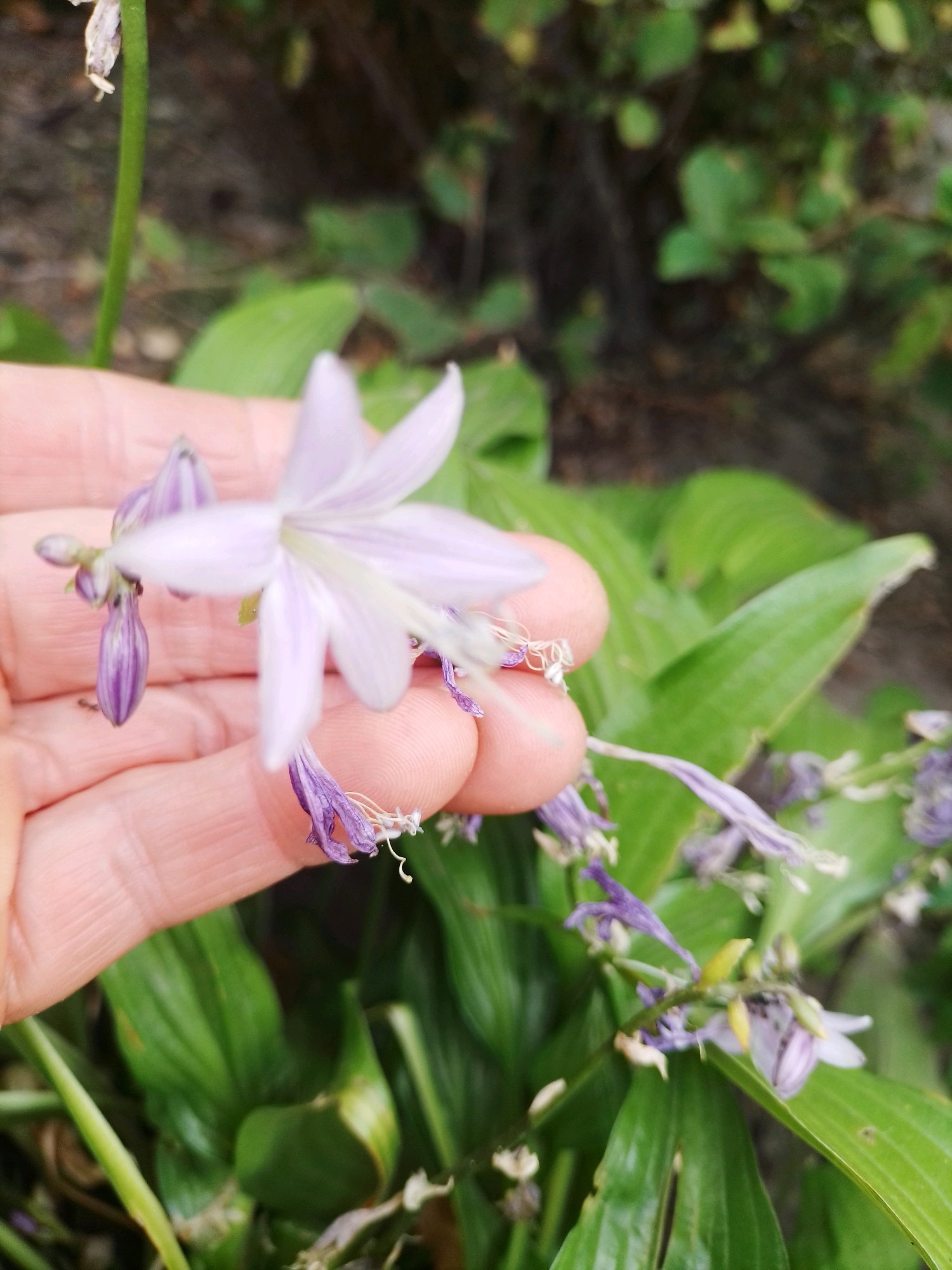 A close-up, slightly blurry, medium-shot photograph shows a person's hand holding several light purple flowers with delicate white veining and long, thin stamens. The flowers are part of a larger plant with broad, green leaves, and some of the flowers appear to be wilting and a dark purple color. The background consists of more green foliage and dark, out-of-focus foliage and soil, suggesting an outdoor, natural setting. The image is likely taken in or near Ustyvytsia, Ukraine, as indicated by the prompt. The hand appears to be supporting the flowers, possibly for inspection or protection.