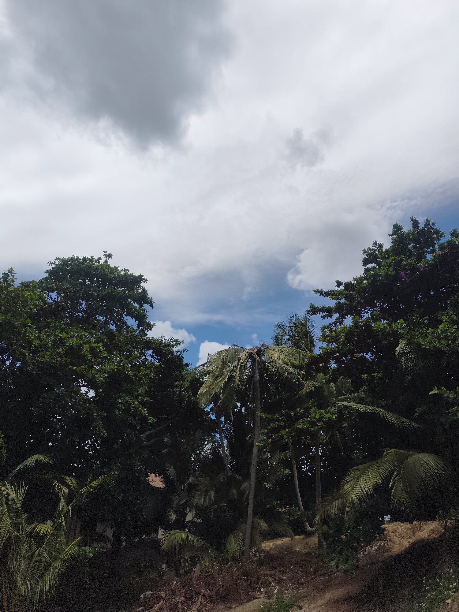 A medium shot captures an overcast sky above a dense canopy of lush green trees and palm fronds. The sky is a mix of dramatic, dark gray clouds in the upper left and brighter white clouds scattered across the blue expanse in the upper right. The trees are dark green, with some lighter green leaves visible, and the palm fronds are a yellowish-green. The foliage fills the majority of the frame, obscuring much of what lies beneath. Through gaps in the leaves, a hint of a reddish-brown roofline is visible, suggesting structures are present within the dense vegetation. The foreground is a rough, reddish-brown embankment with scattered dry leaves and some sparse green vegetation. The scene evokes a tropical, possibly humid environment. The location is identified as Ko Samui District, Thailand.