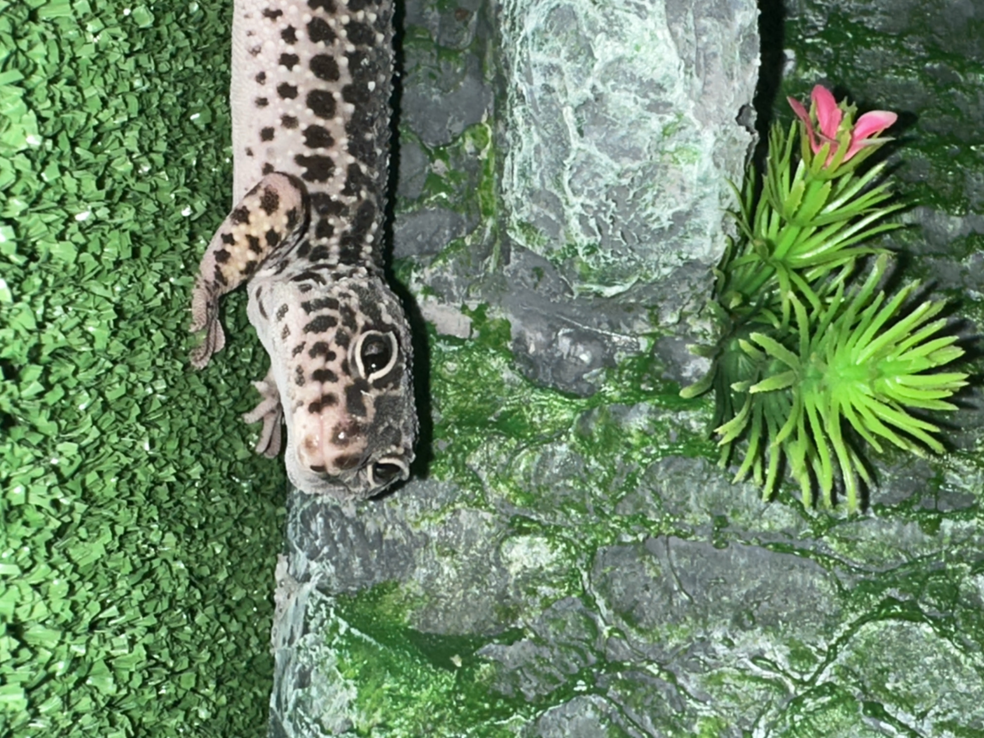A leopard gecko, characterized by its pale skin with numerous dark brown to black spots, is positioned in the lower-center of the frame, facing forward with its head slightly elevated. Its large, dark eyes are prominent. The gecko rests on a densely textured, short-pile green surface resembling artificial turf. Behind the animal, a textured background simulates rock formations, predominantly grey with irregular patches of bright green, suggesting moss or lichen. In the upper left quadrant, an artificial plant with spiky green foliage and a single pink flower is visible, emerging from behind a grey rock-like structure. The scene is an enclosed, artificial habitat. The location is in the city of Moscow, Russia.