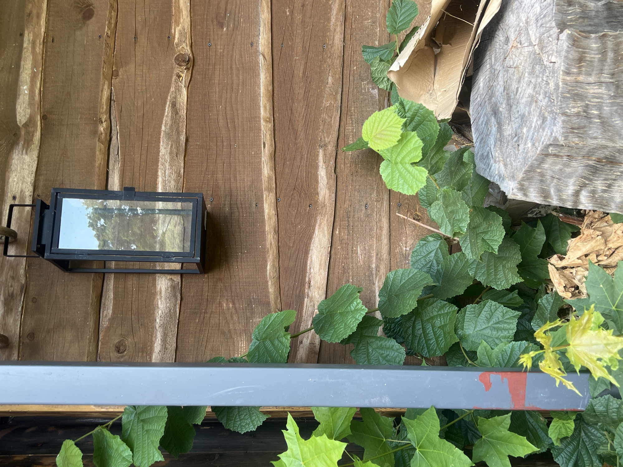 A close-up, eye-level, outdoor shot captures the side of a rustic wooden building with a dark-colored, rectangular lantern hanging on the wall. The building is constructed from horizontal wooden planks of varying widths and hues, some showing rough textures and knots. Lush green vines with large, textured leaves climb up the left side of the frame, partially obscuring a gray metal pole that has two horizontal red marks on it. In the foreground, a rough-hewn tree stump with prominent grain patterns sits to the right, partially covered by pieces of crumpled cardboard. The lighting suggests it is daytime, casting subtle shadows. The image is located in Daulėnai, Lithuania.