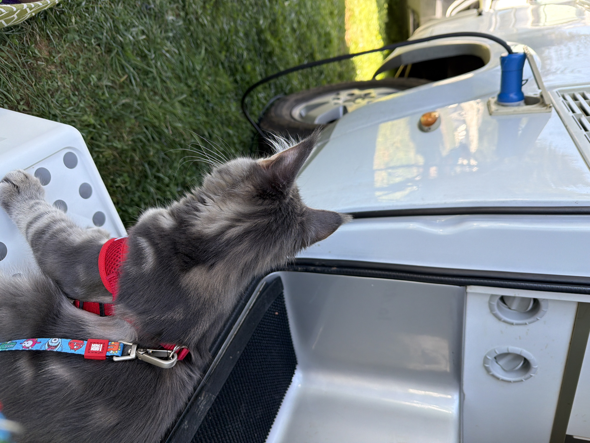 A gray Maine Coon cat with a red harness and a colorful leash sits on a white plastic stool outdoors, looking to the left. The cat is positioned in front of an open door of a white vehicle, possibly an RV or camper. A blue electrical plug is inserted into a white socket on the side of the vehicle, with a black cable extending from it and running along the ground. The vehicle is parked on a grassy area. The scene is lit by natural sunlight, suggesting it is daytime. The location is identified as Sarnitsa, Bulgaria.