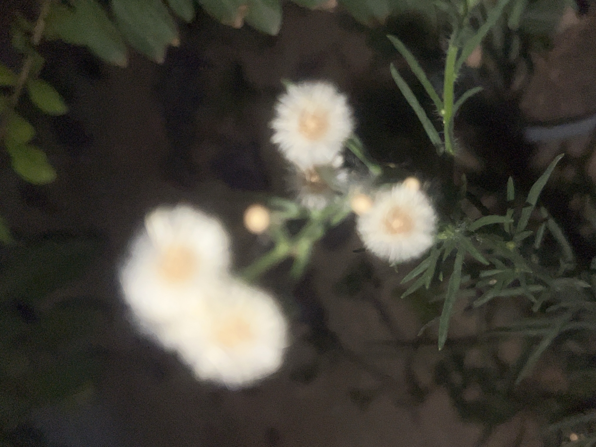 A close-up, out-of-focus photograph shows a cluster of small, white, fluffy flowers with pale yellow centers, resembling dandelions or asters. The flowers are on thin green stems with slender green leaves. In the background, out-of-focus, is a dark, blurry area, possibly foliage or soil, and hints of green leaves from a larger plant at the top right of the frame. The lighting is dim, suggesting it may be dusk or night. The image is grainy. The location of the photograph is Unknown, Unknown.