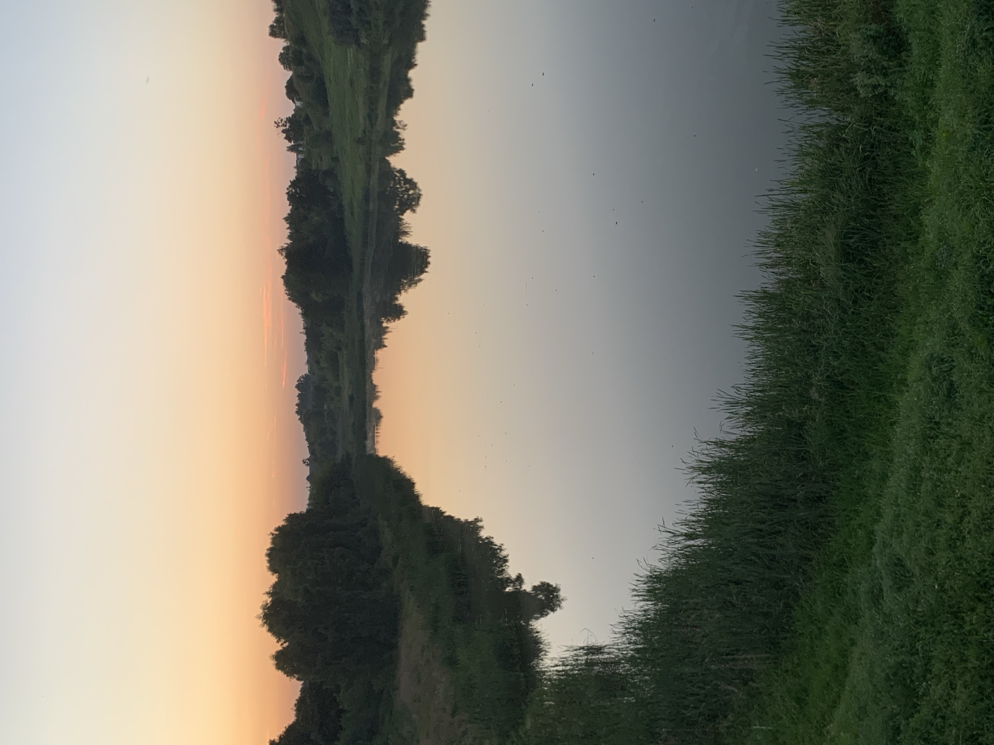 The image depicts a serene natural landscape, likely a river or lake, at dusk. The sky is a gradient of soft oranges and yellows near the horizon, transitioning to a pale blue higher up. Dense green trees line the banks of the water, with their reflections mirrored on the calm surface. In the foreground, tall green grass grows along the edge of the water, suggesting a rural or park-like setting. The overall atmosphere is peaceful and tranquil, characteristic of a countryside sunset. There are no people or man-made structures clearly visible in the image, indicating a natural environment. The location is identified as the city of Kapyĺ, Belarus.