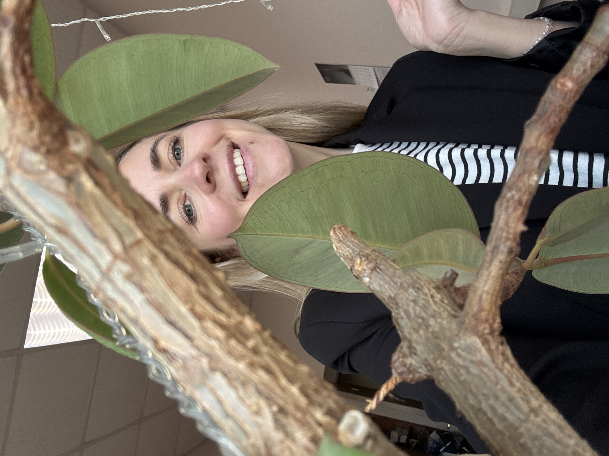 This image is a close-up, rotated 90 degrees clockwise, and appears to be taken from a low angle, looking upwards through the foliage of a plant.
The central subject is a woman with light-colored hair and blue-green eyes, looking directly at the camera with a wide, joyful smile, revealing her teeth. Her face is partially framed by large green leaves. She is wearing a black jacket or blazer over a white and black striped top. A light-colored bracelet, possibly beaded, is visible on her wrist.
In the immediate foreground, dominating the lower and left portions of the rotated image, are the thick, textured brown branches and large, oval-shaped green leaves of a plant, possibly a rubber plant. Some thin, white twisted string, resembling fairy lights, is intertwined with the plant branches and visible near the top left of the rotated image.
The background shows a plain, light-colored wall or ceiling. A piece of paper or a calendar is affixed to the wall in the upper right background. Below this, some indistinct dark objects are visible, possibly furniture or items on a surface. The setting appears to be an indoor environment, likely an office or home, with general lighting suggesting daytime or a well-lit interior. The woman's broad smile conveys happiness and friendliness. There is no legible text visible in the image. The location context is Chaikovsky, Russia.